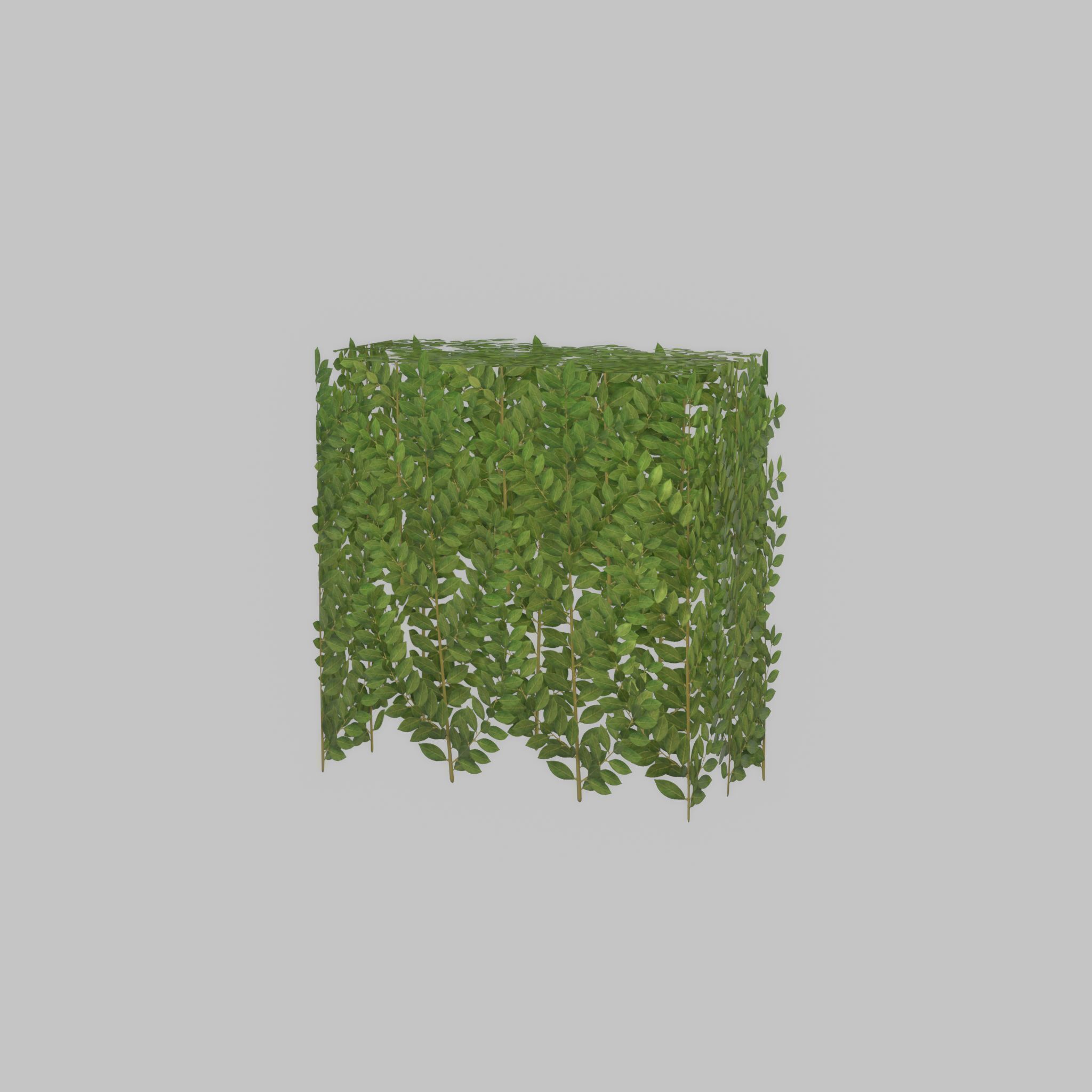Cherry laurel hedge 500mm version-5 Low-poly 3D model_36