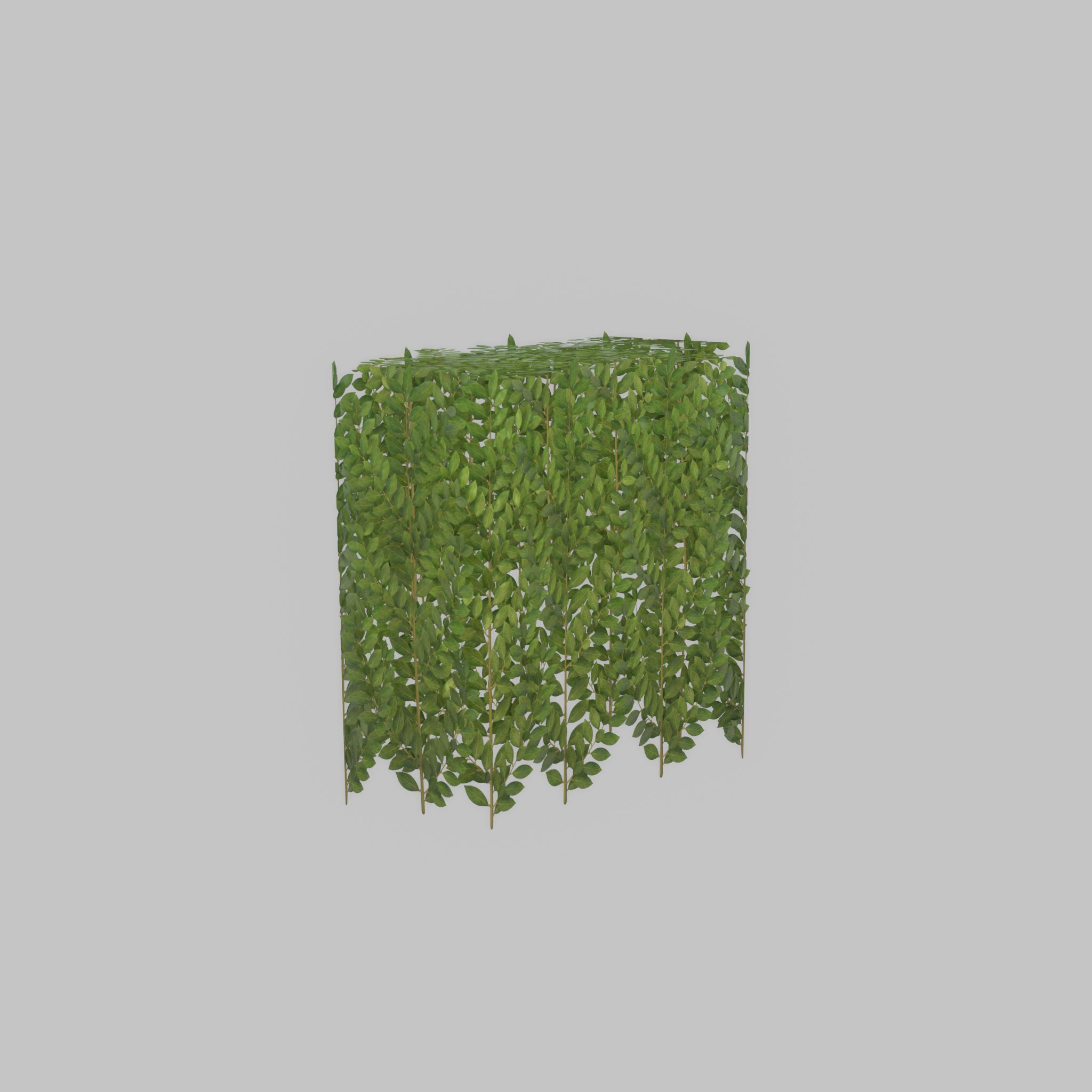 Cherry laurel hedge 500mm version-5 Low-poly 3D model_47