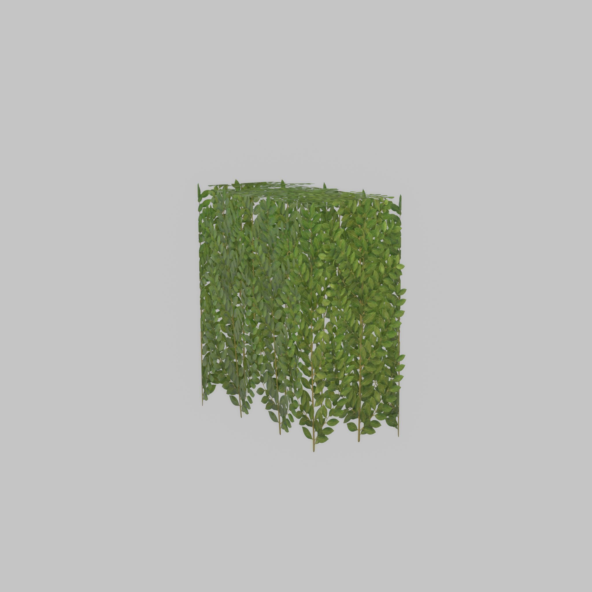 Cherry laurel hedge 500mm version-5 Low-poly 3D model_39