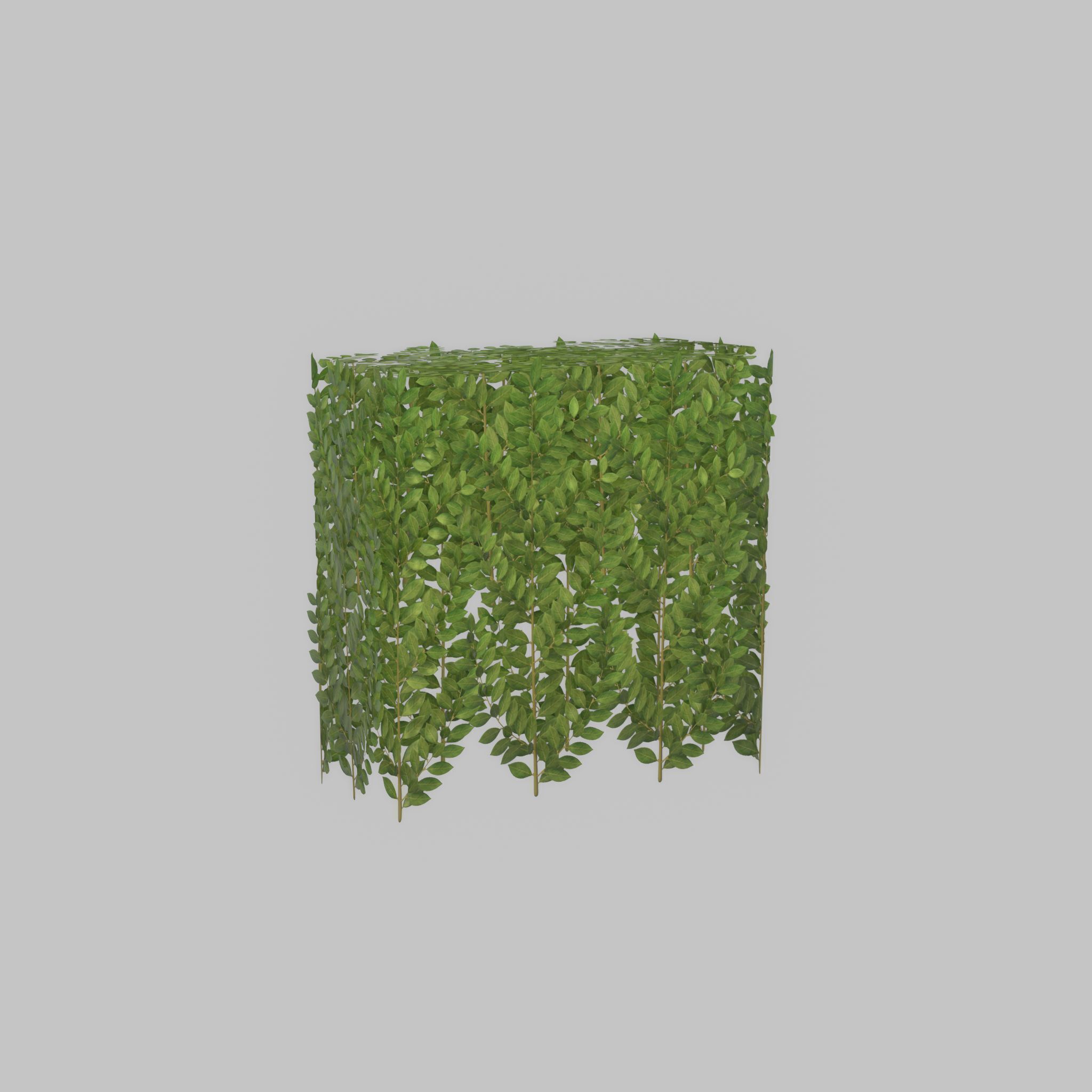 Cherry laurel hedge 500mm version-5 Low-poly 3D model_29
