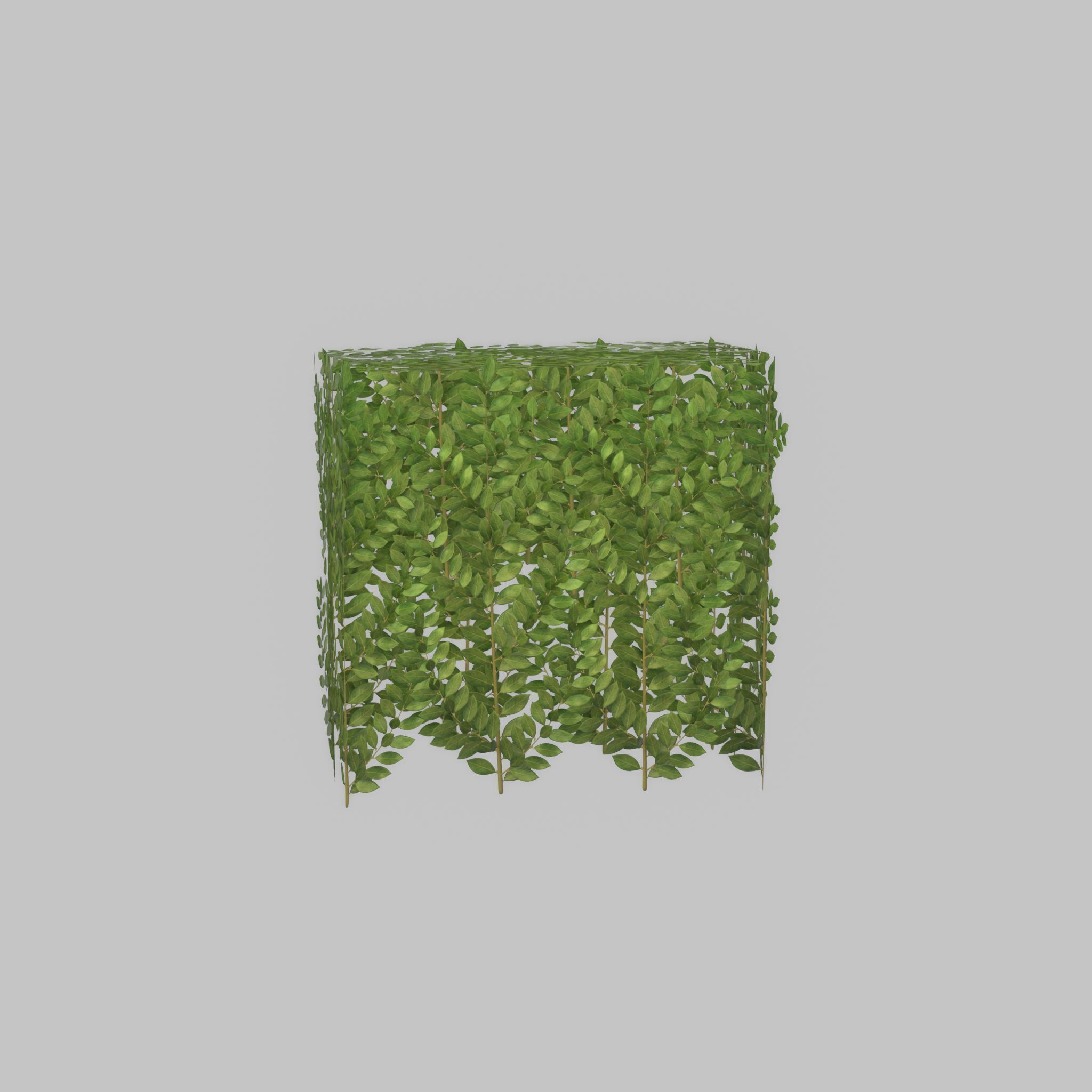 Cherry laurel hedge 500mm version-5 Low-poly 3D model_31
