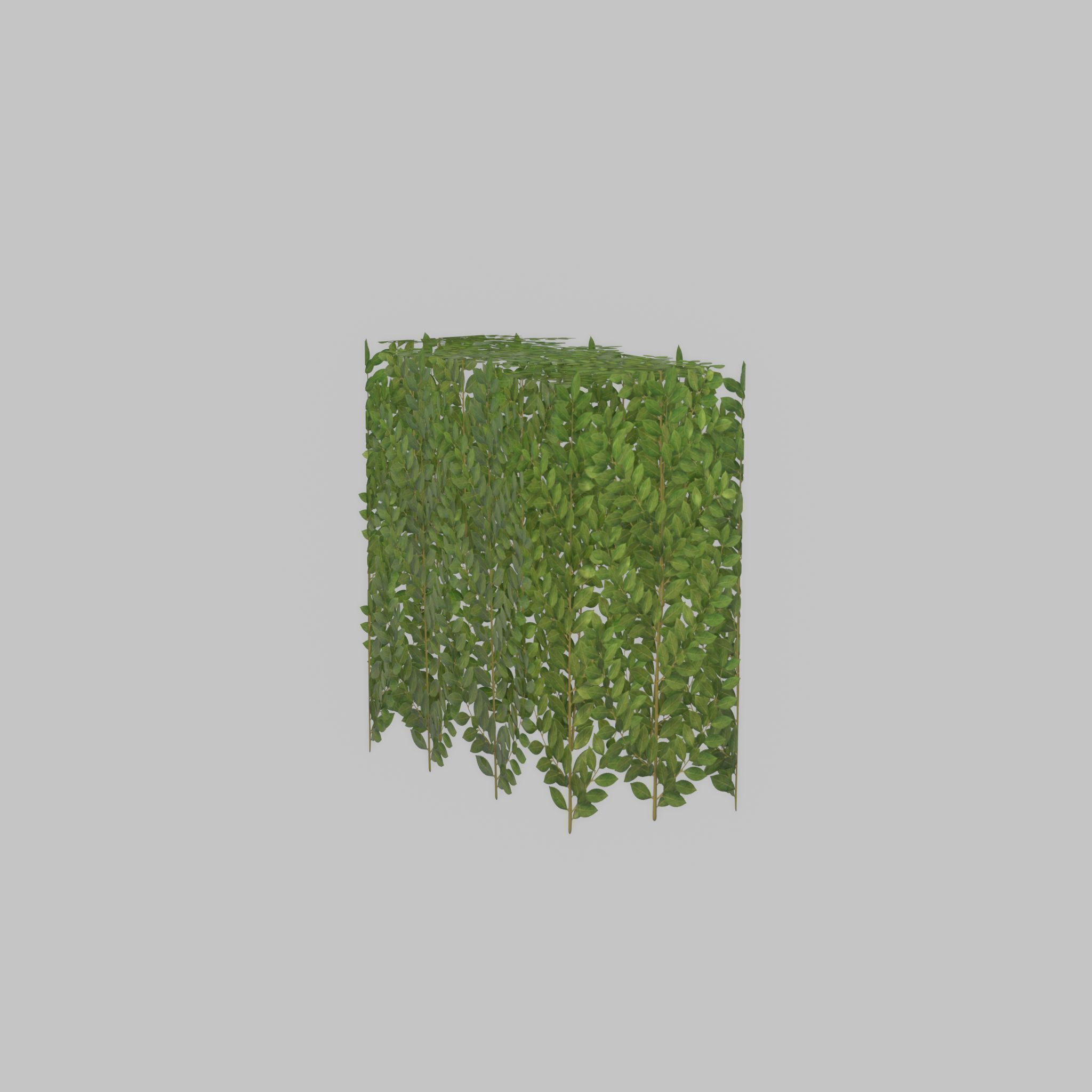 Cherry laurel hedge 500mm version-5 Low-poly 3D model_56