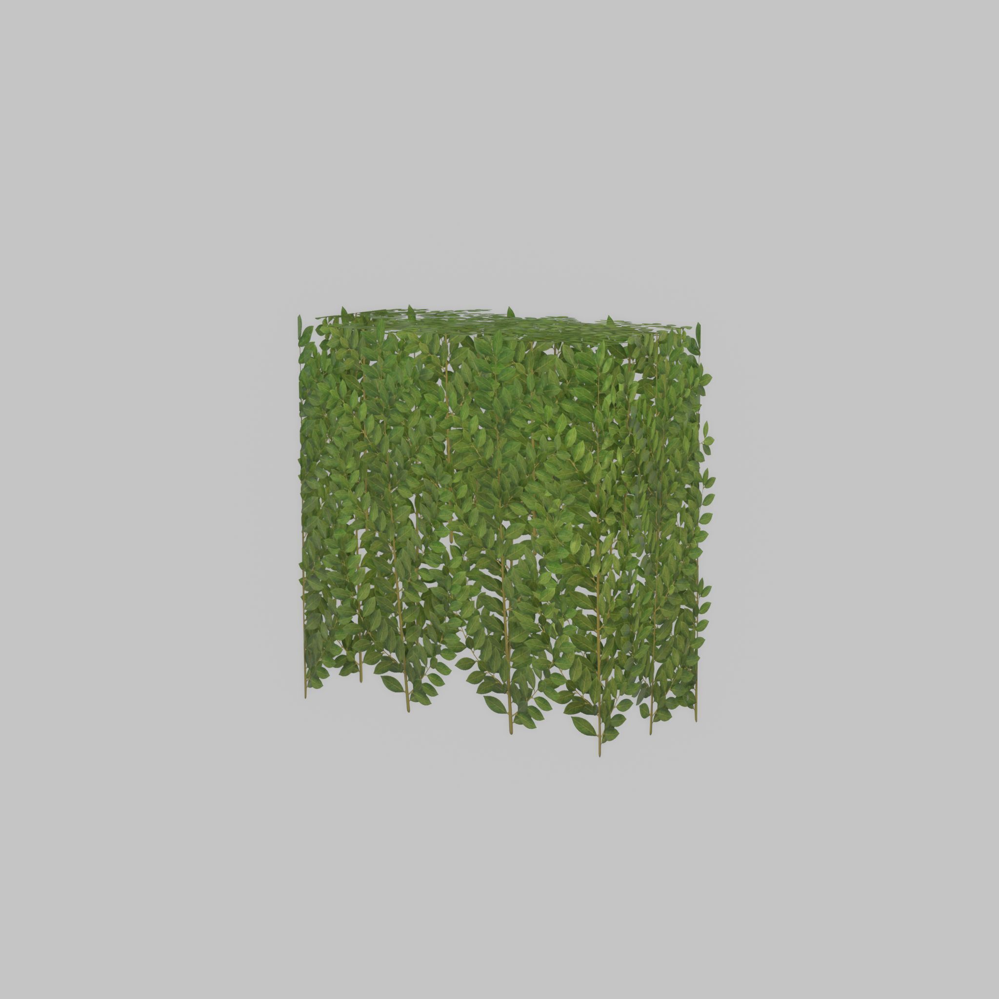 Cherry laurel hedge 500mm version-5 Low-poly 3D model_37