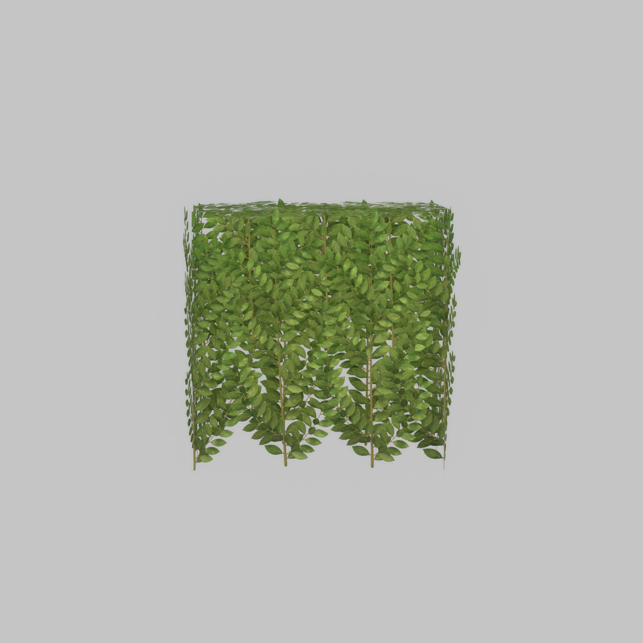 Cherry laurel hedge 500mm version-5 Low-poly 3D model_33