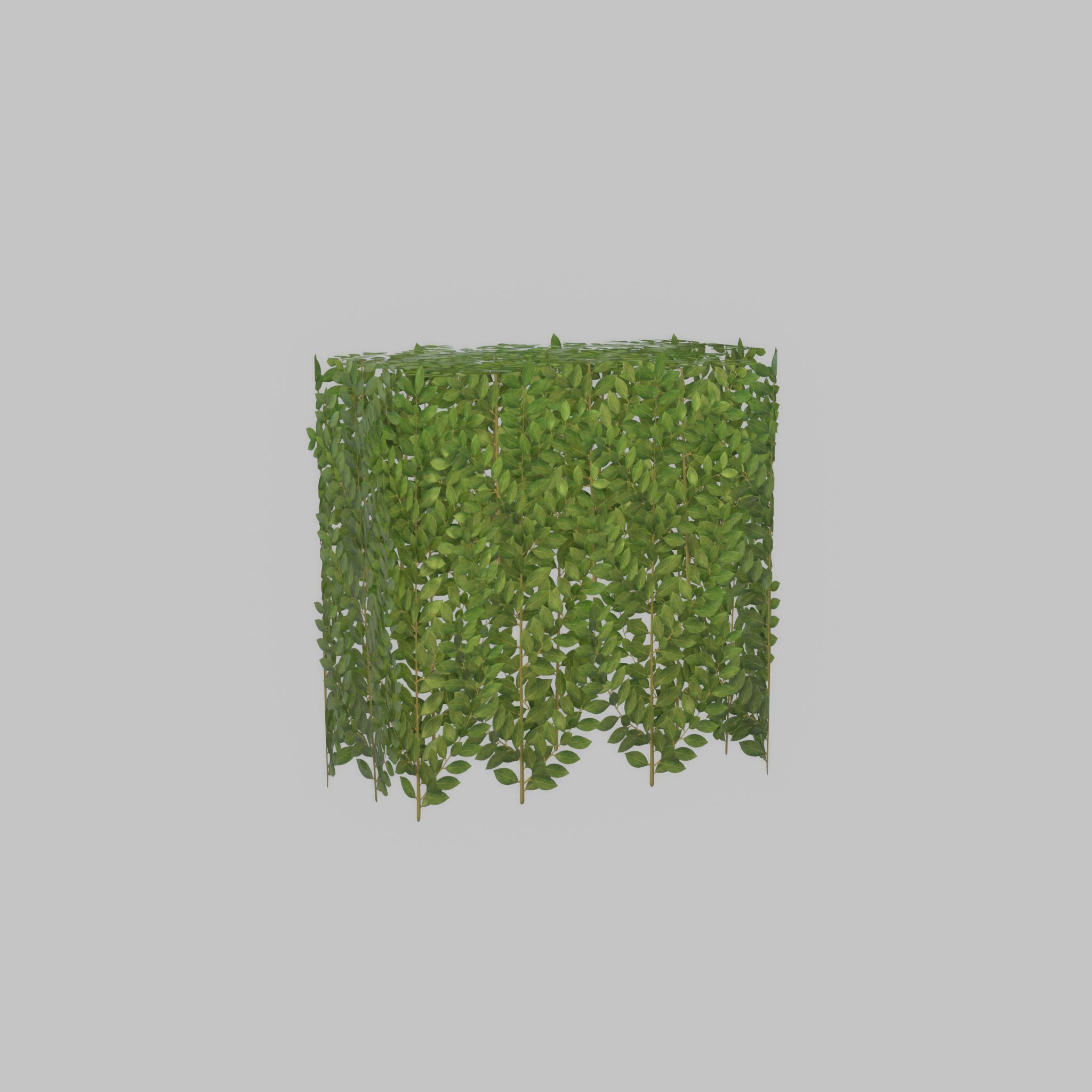 Cherry laurel hedge 500mm version-5 Low-poly 3D model_49