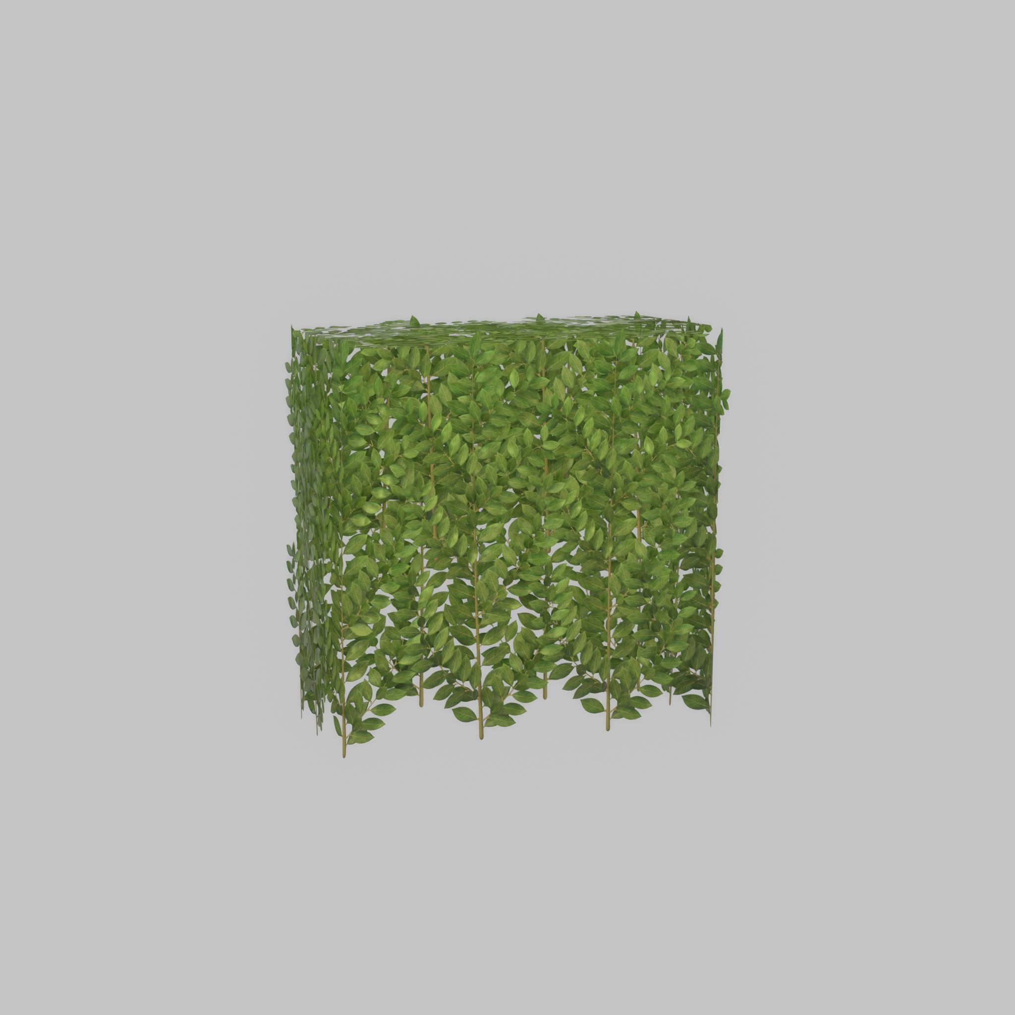 Cherry laurel hedge 500mm version-5 Low-poly 3D model_30
