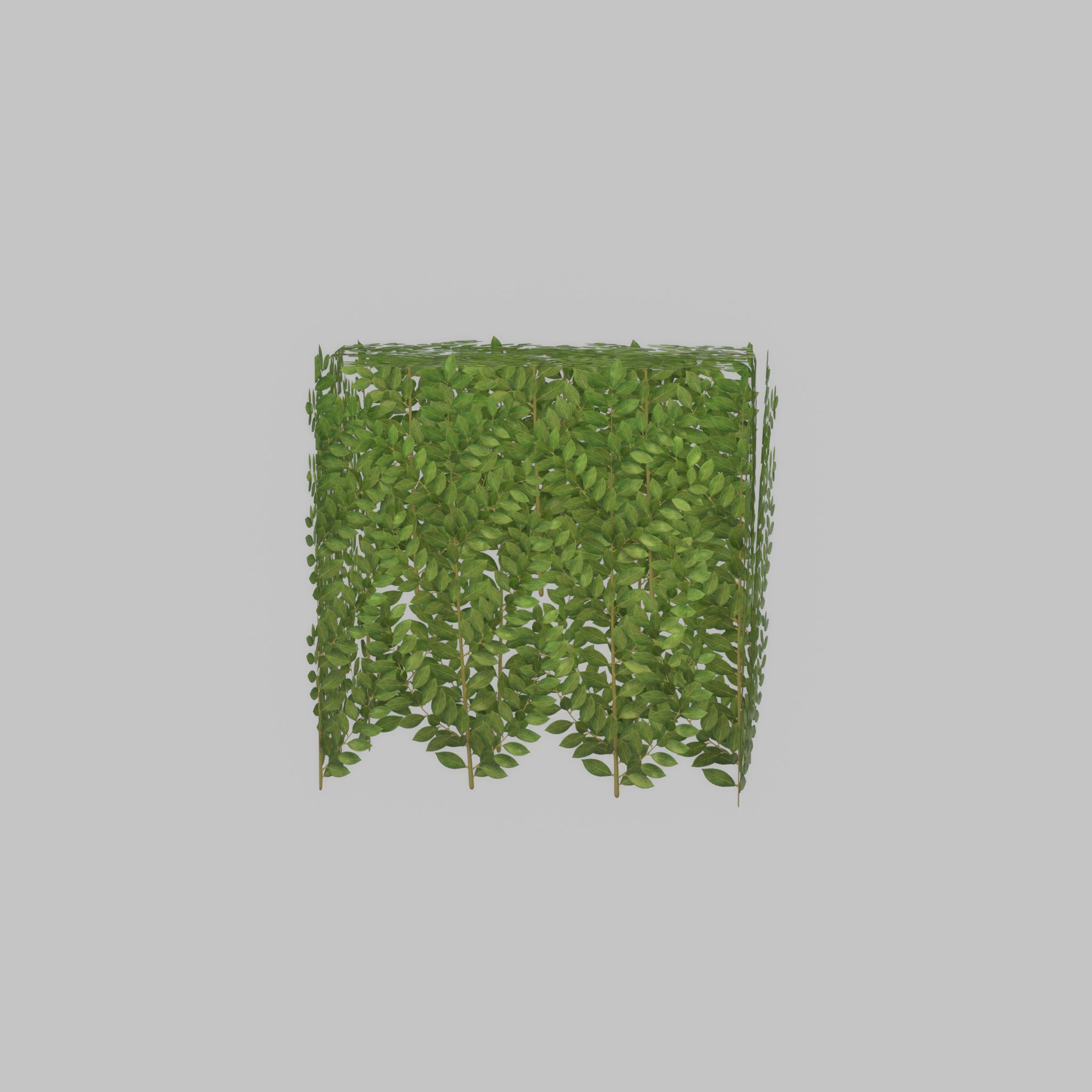 Cherry laurel hedge 500mm version-5 Low-poly 3D model_34