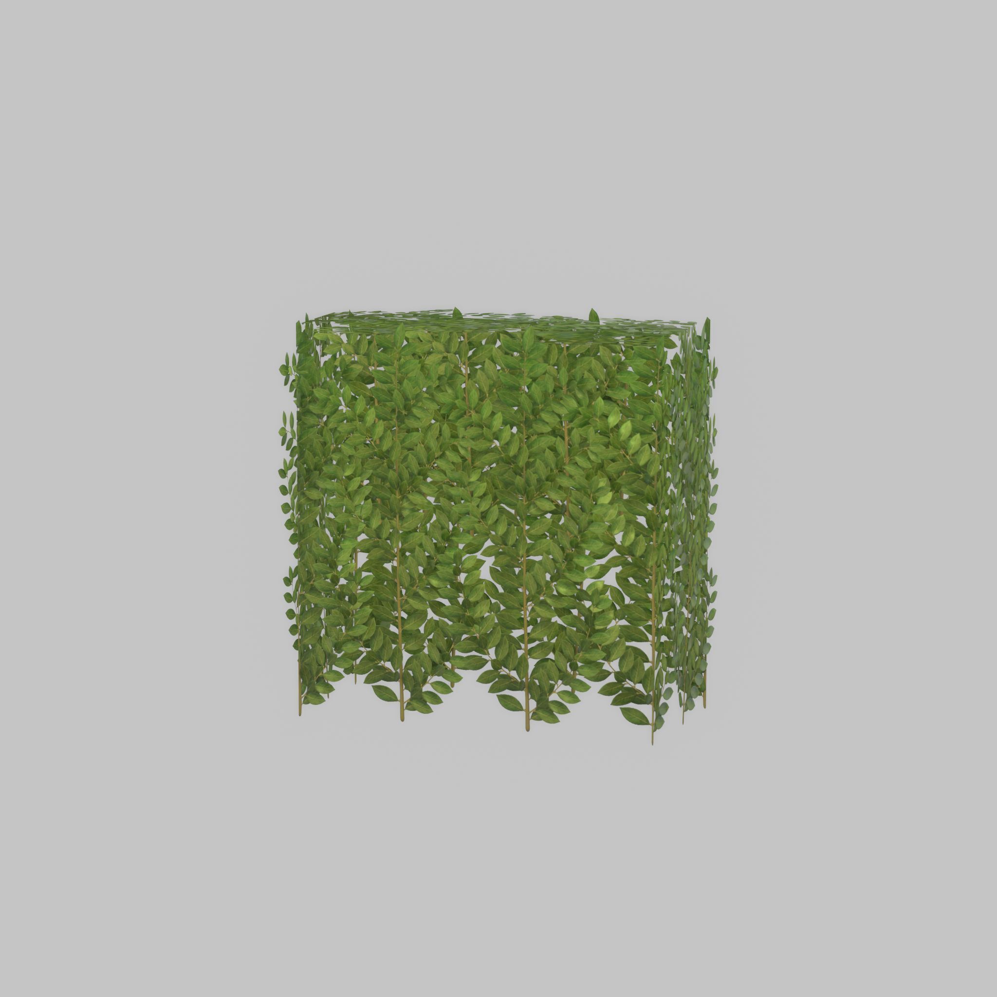 Cherry laurel hedge 500mm version-5 Low-poly 3D model_52