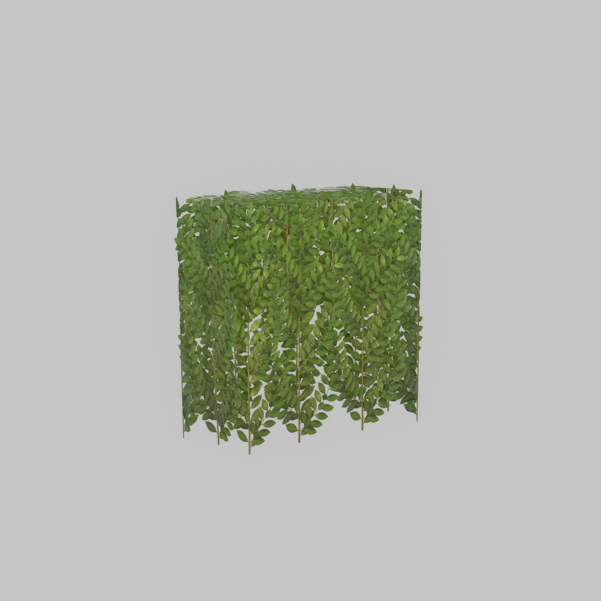 Cherry laurel hedge 500mm version-5 Low-poly 3D model_48