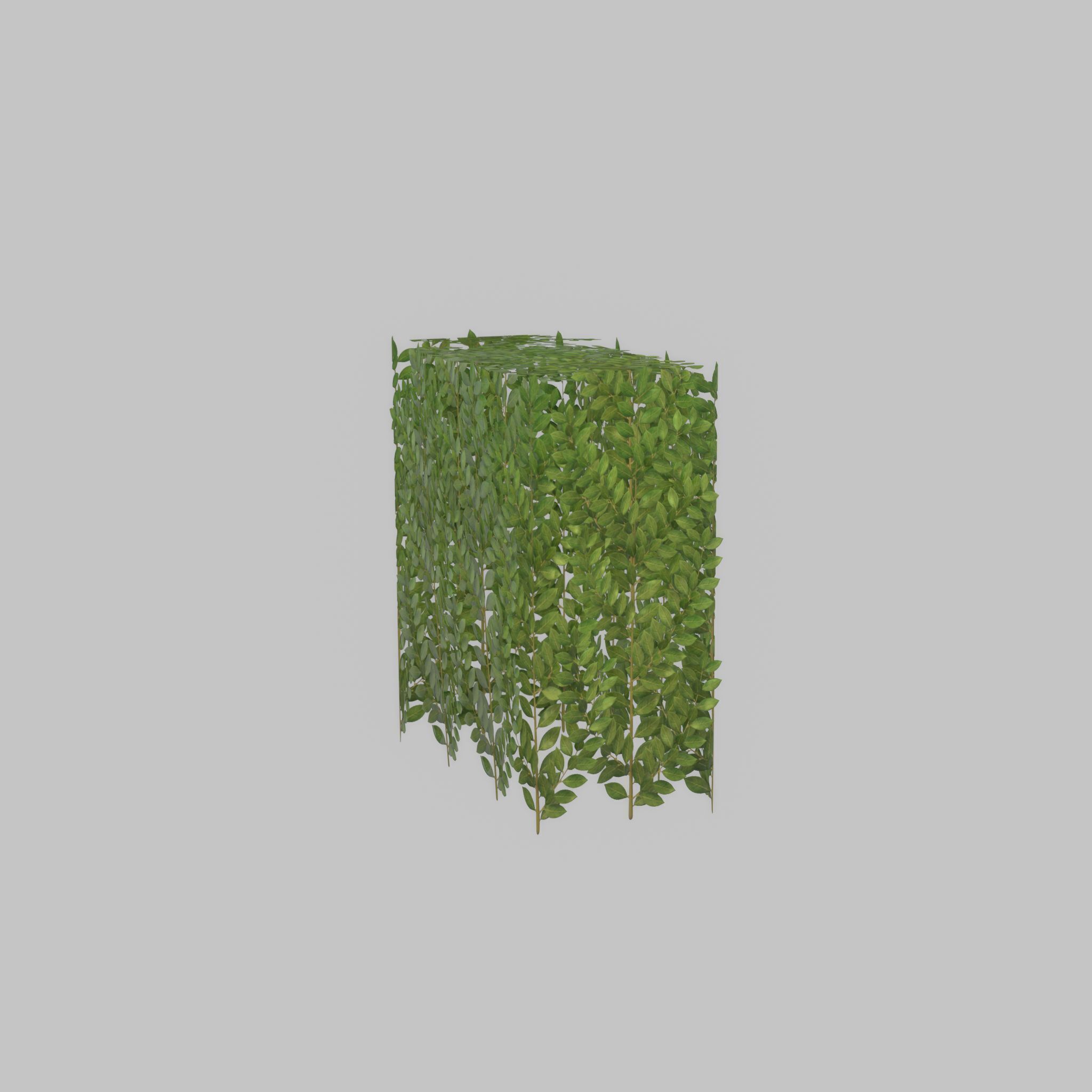 Cherry laurel hedge 500mm version-5 Low-poly 3D model_40
