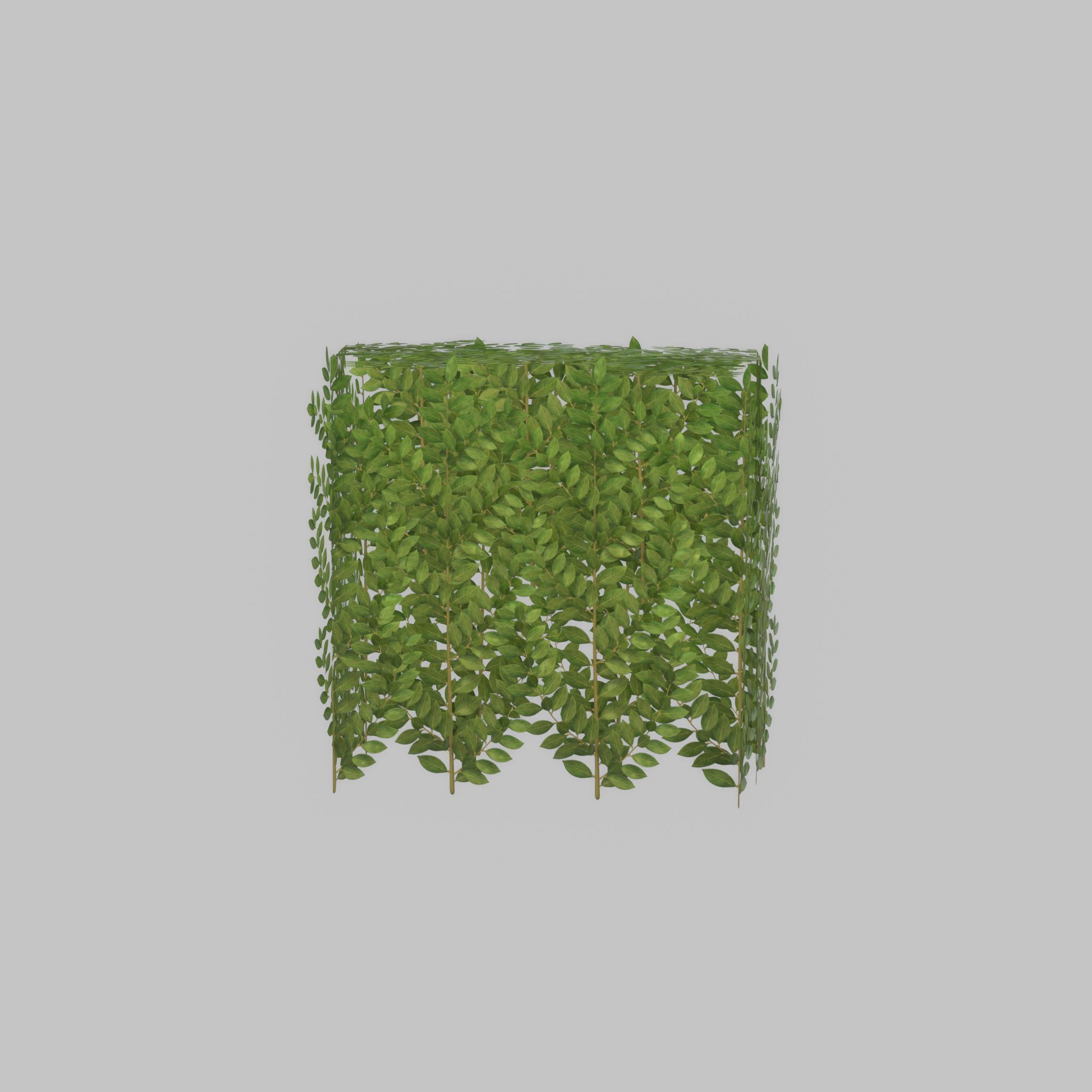 Cherry laurel hedge 500mm version-5 Low-poly 3D model_43