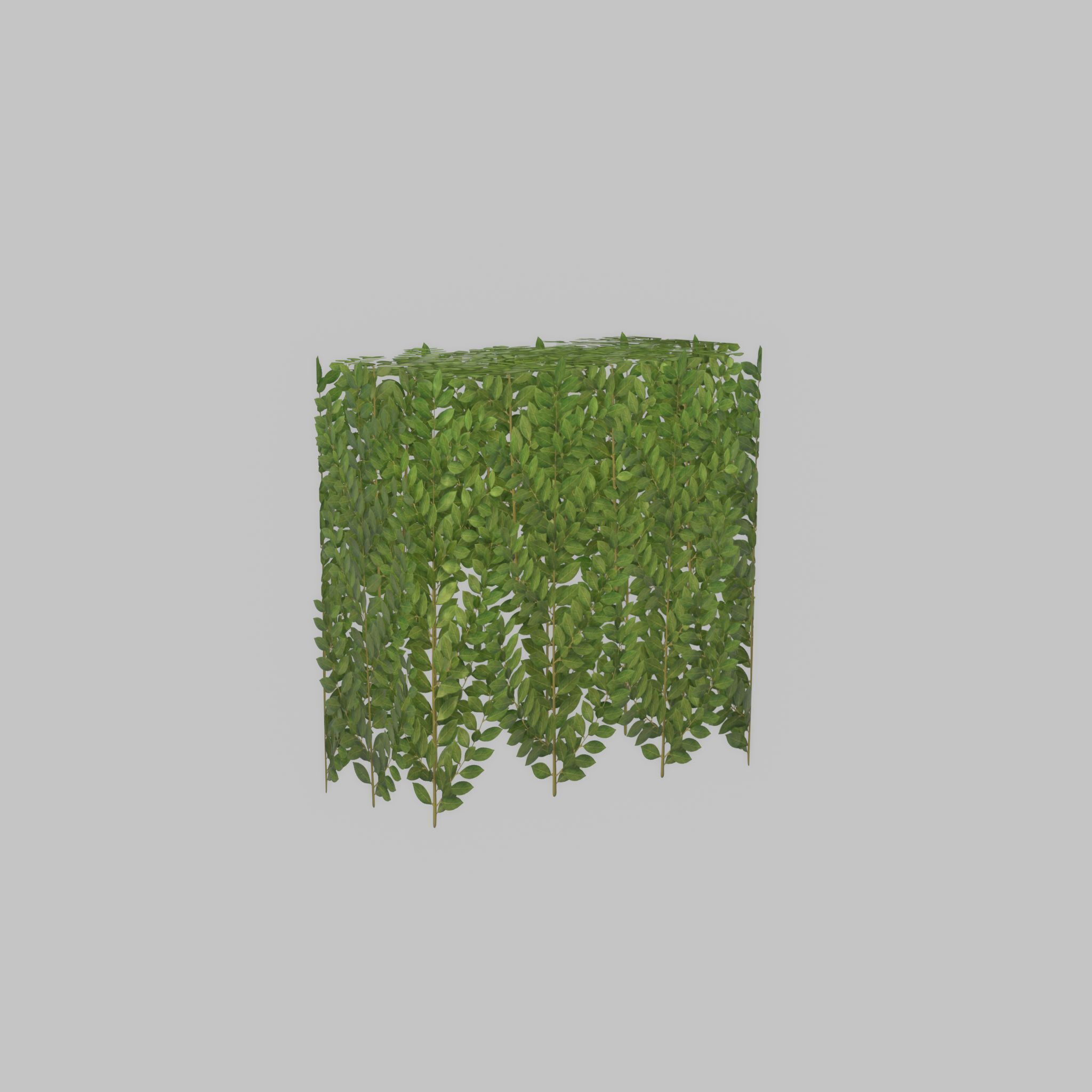 Cherry laurel hedge 500mm version-5 Low-poly 3D model_28