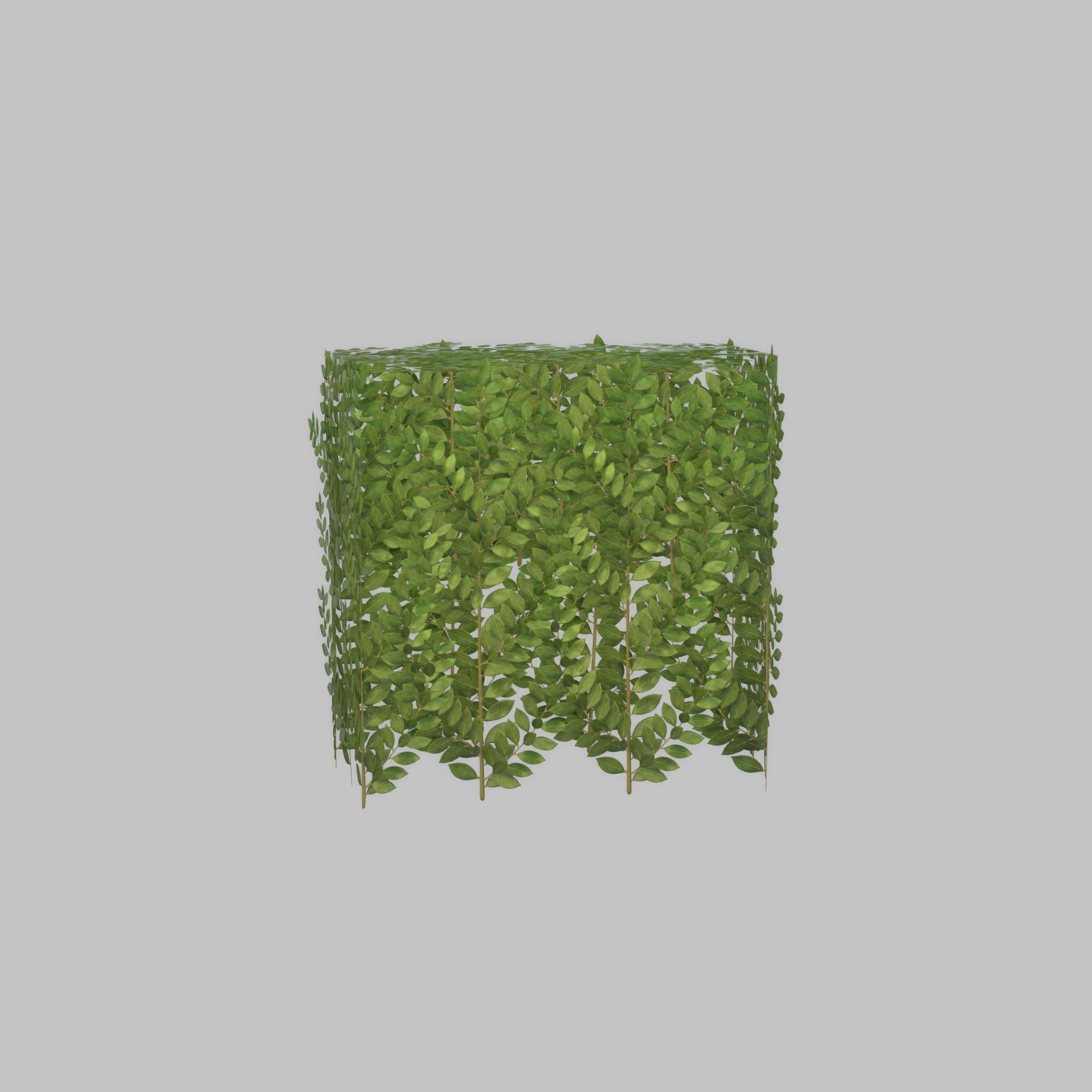 Cherry laurel hedge 500mm version-5 Low-poly 3D model_51