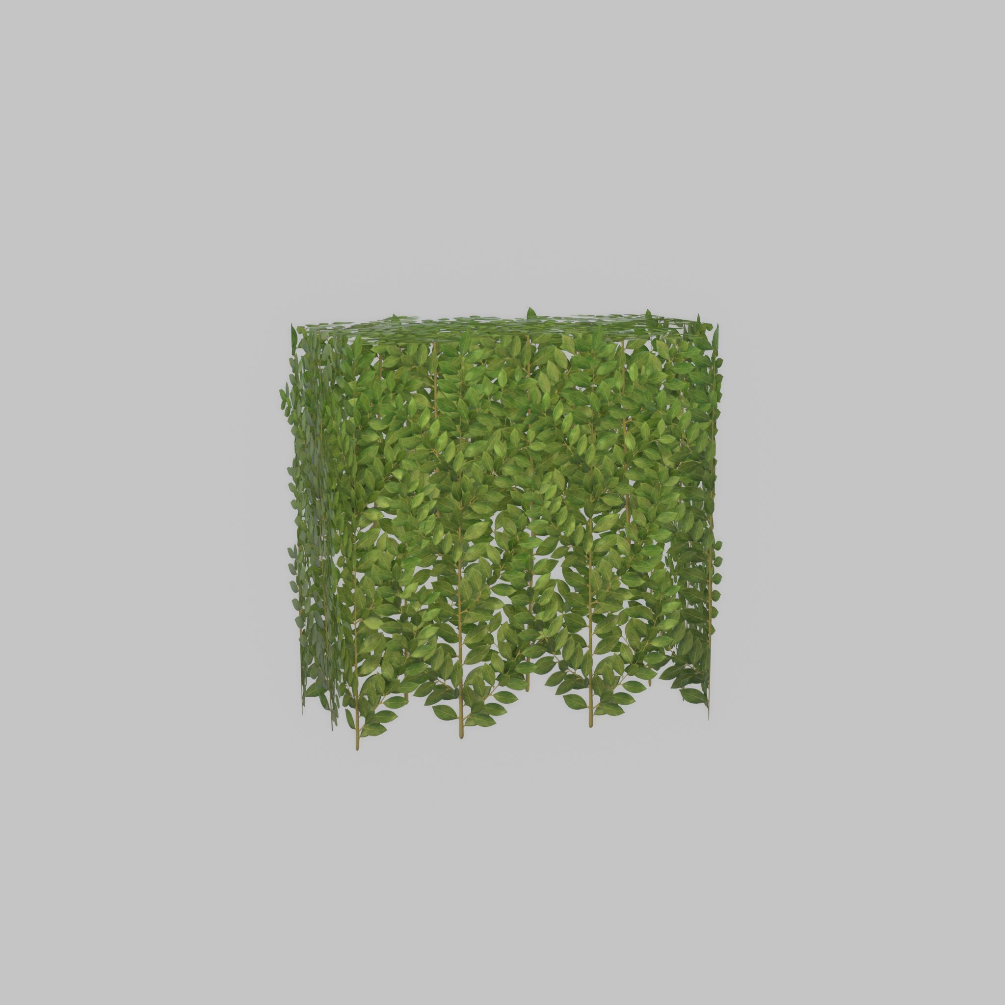 Cherry laurel hedge 500mm version-5 Low-poly 3D model_50