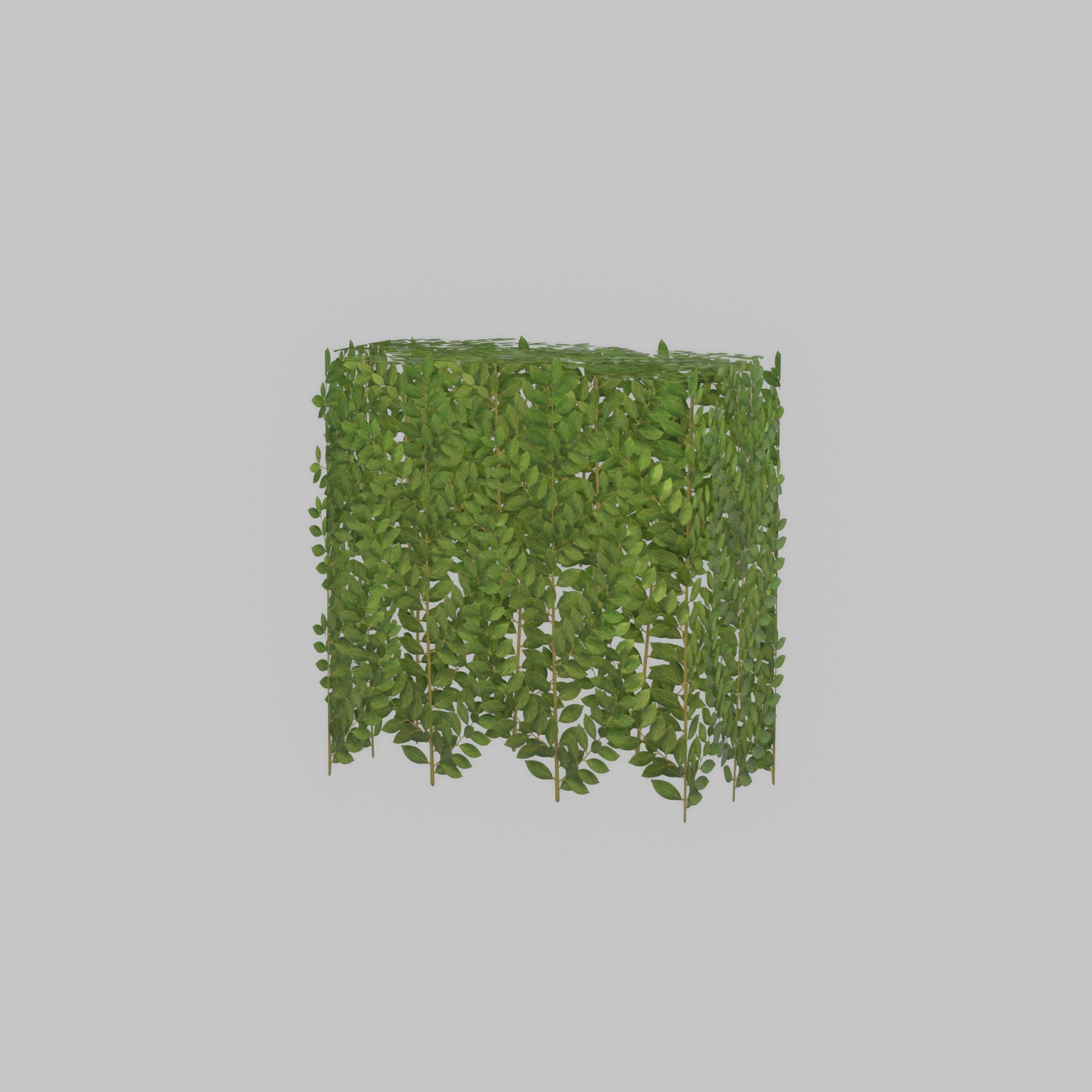 Cherry laurel hedge 500mm version-5 Low-poly 3D model_53