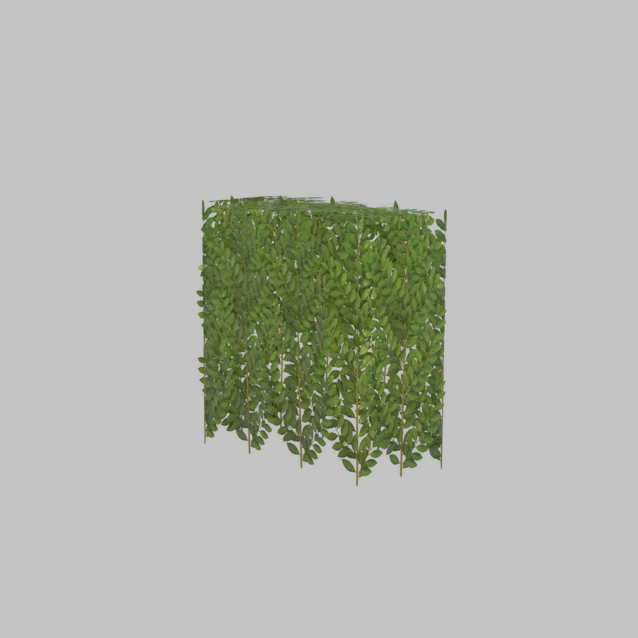 Cherry laurel hedge 500mm version-5 Low-poly 3D model_55