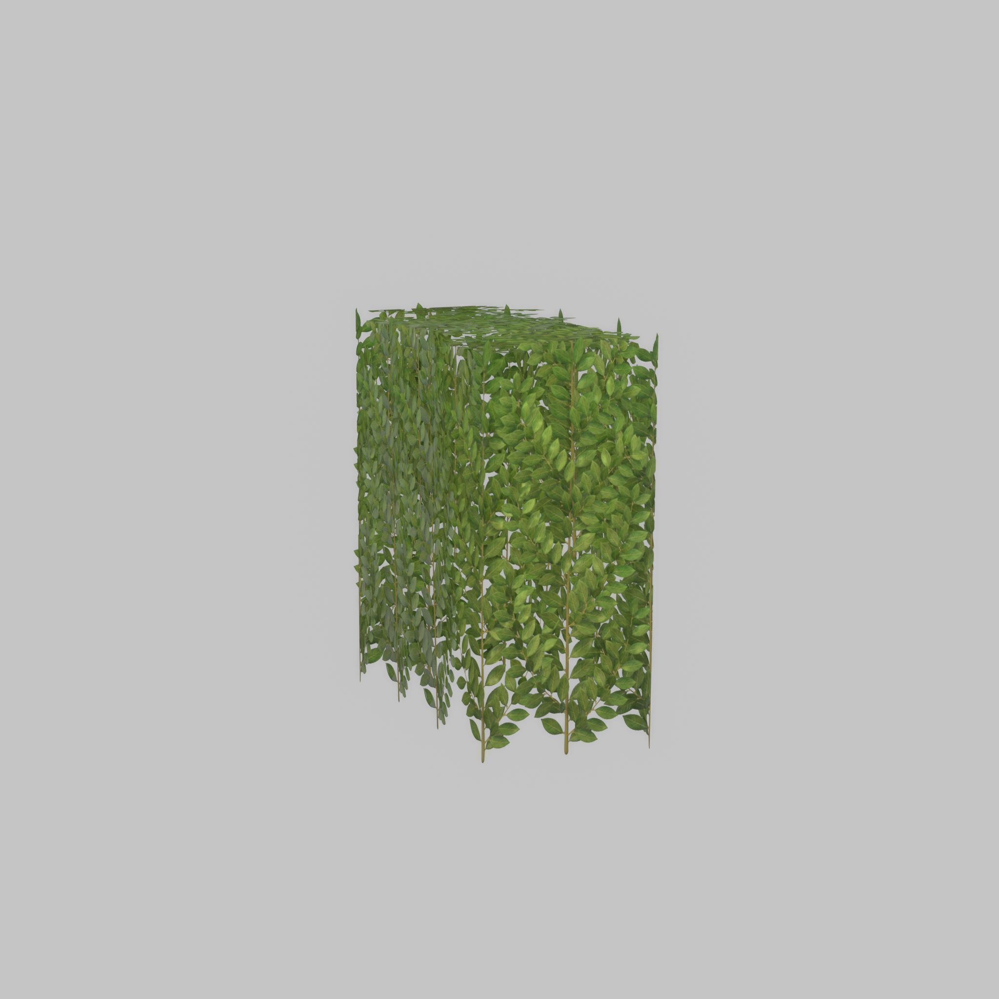 Cherry laurel hedge 500mm version-5 Low-poly 3D model_57