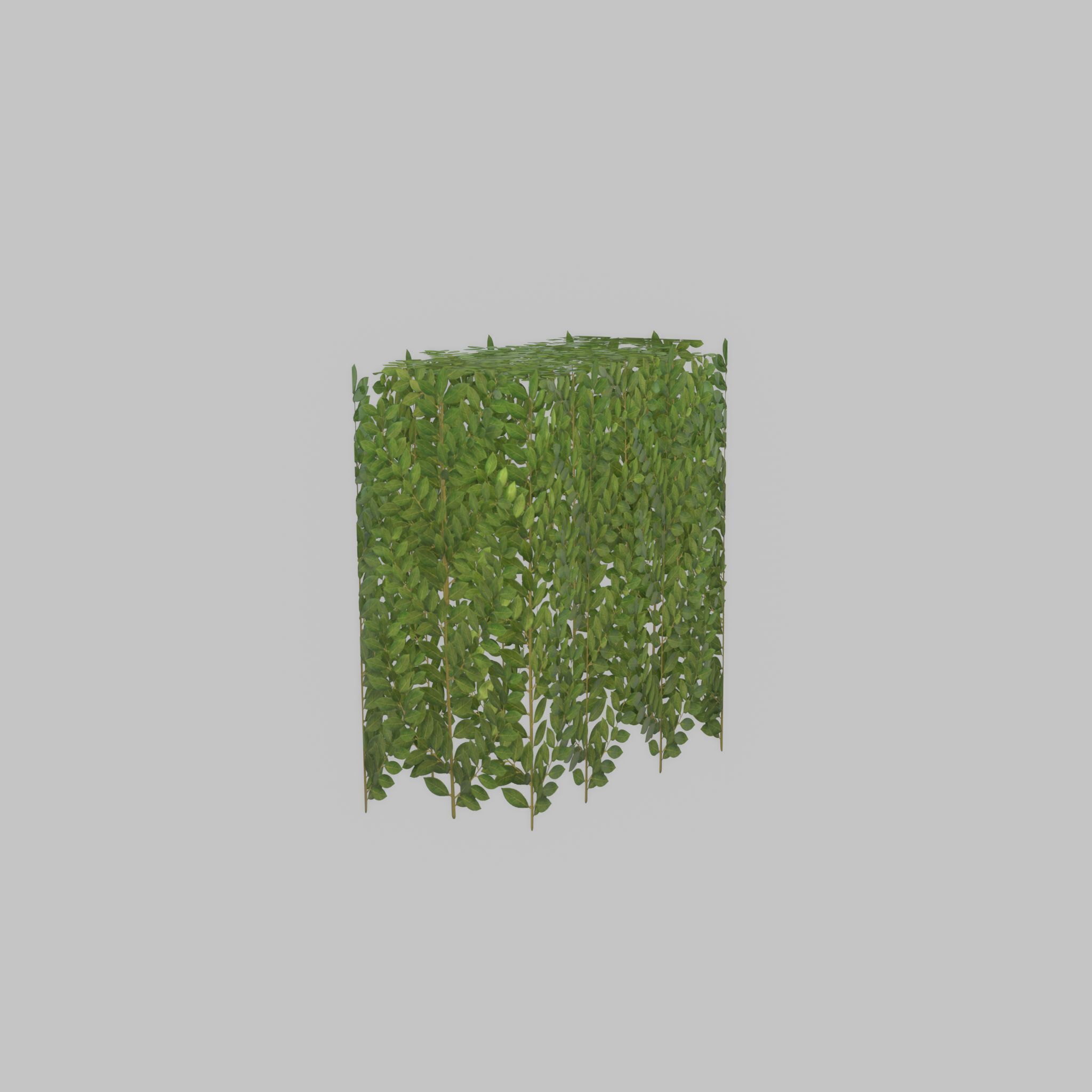 Cherry laurel hedge 500mm version-5 Low-poly 3D model_46