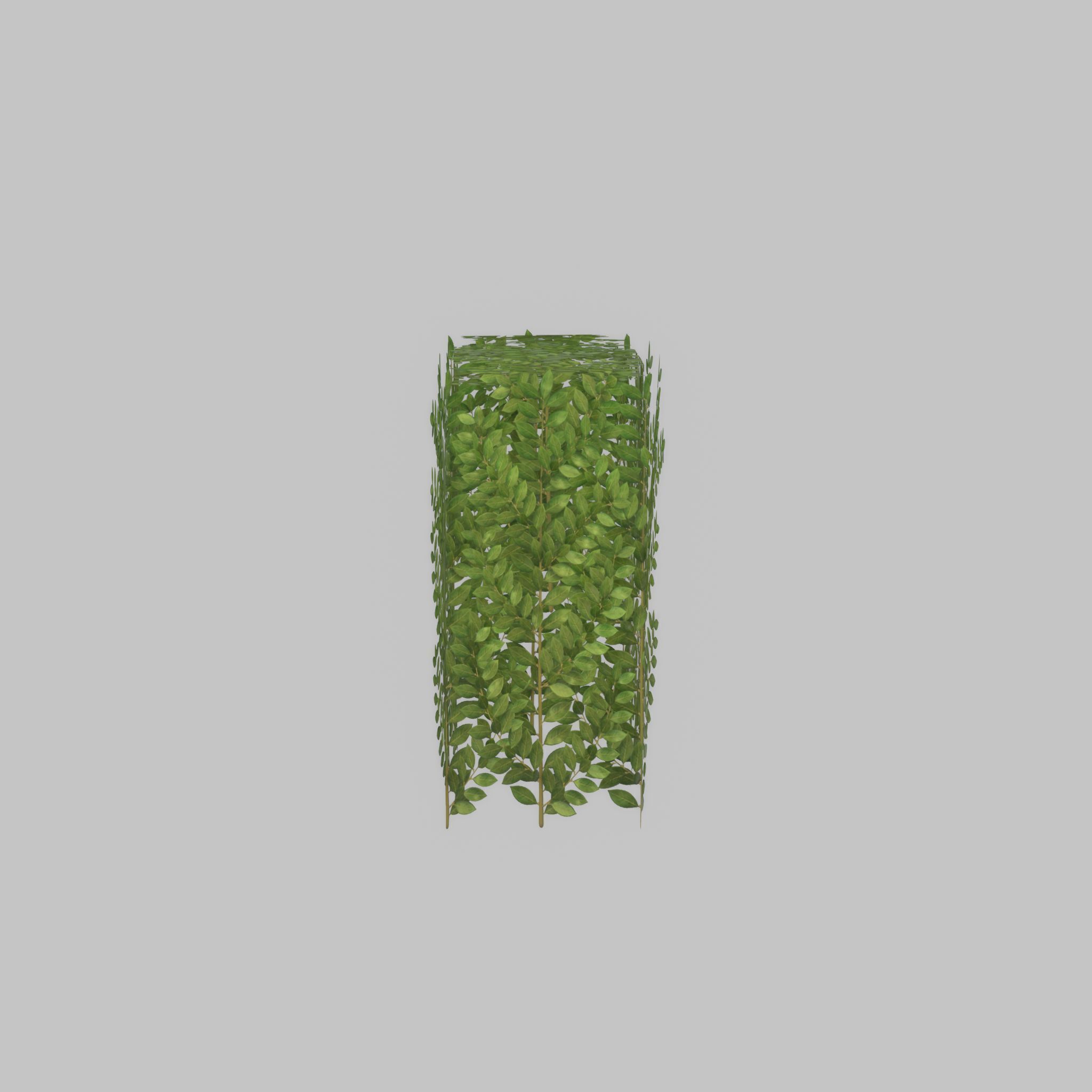Cherry laurel hedge 500mm version-5 Low-poly 3D model_23