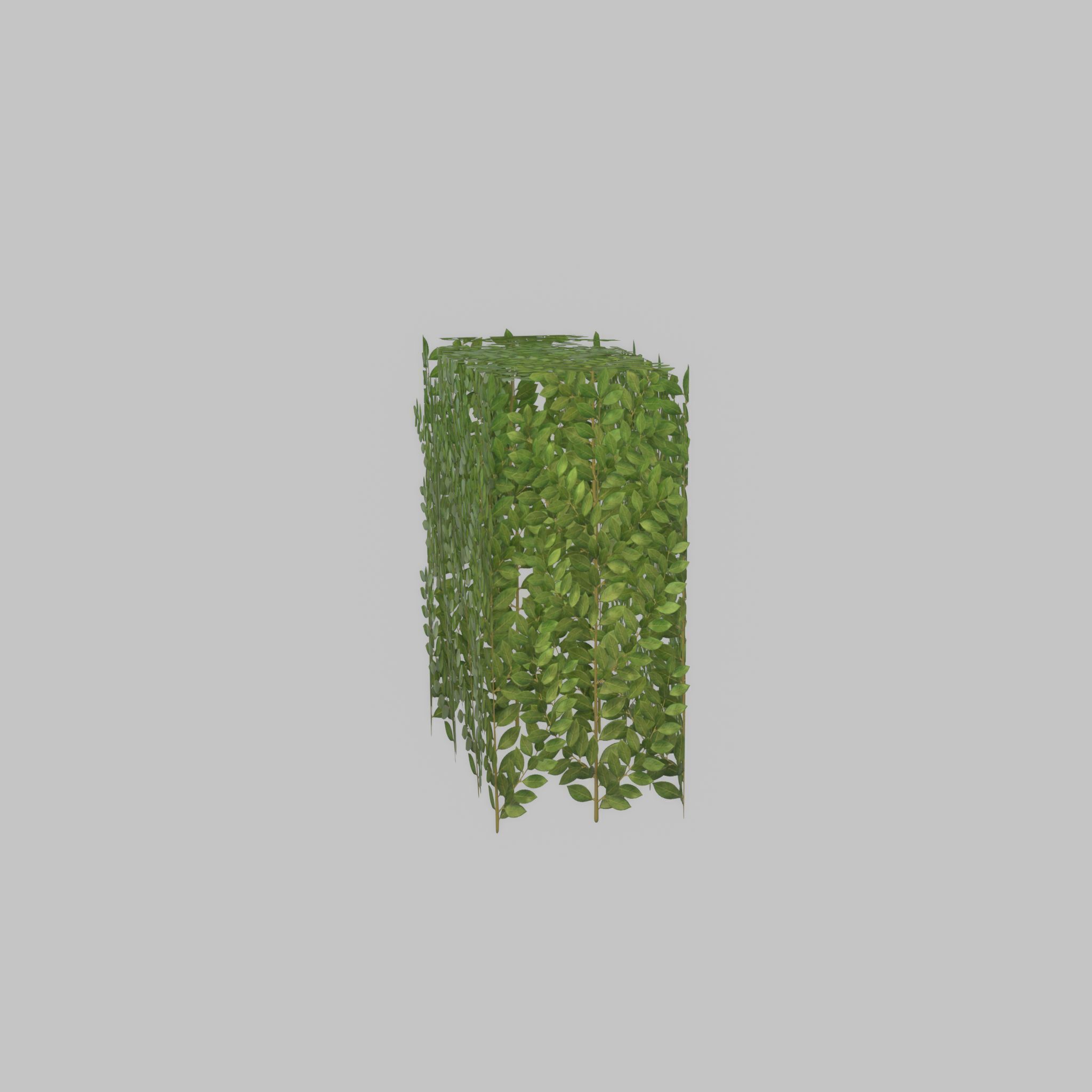 Cherry laurel hedge 500mm version-5 Low-poly 3D model_41