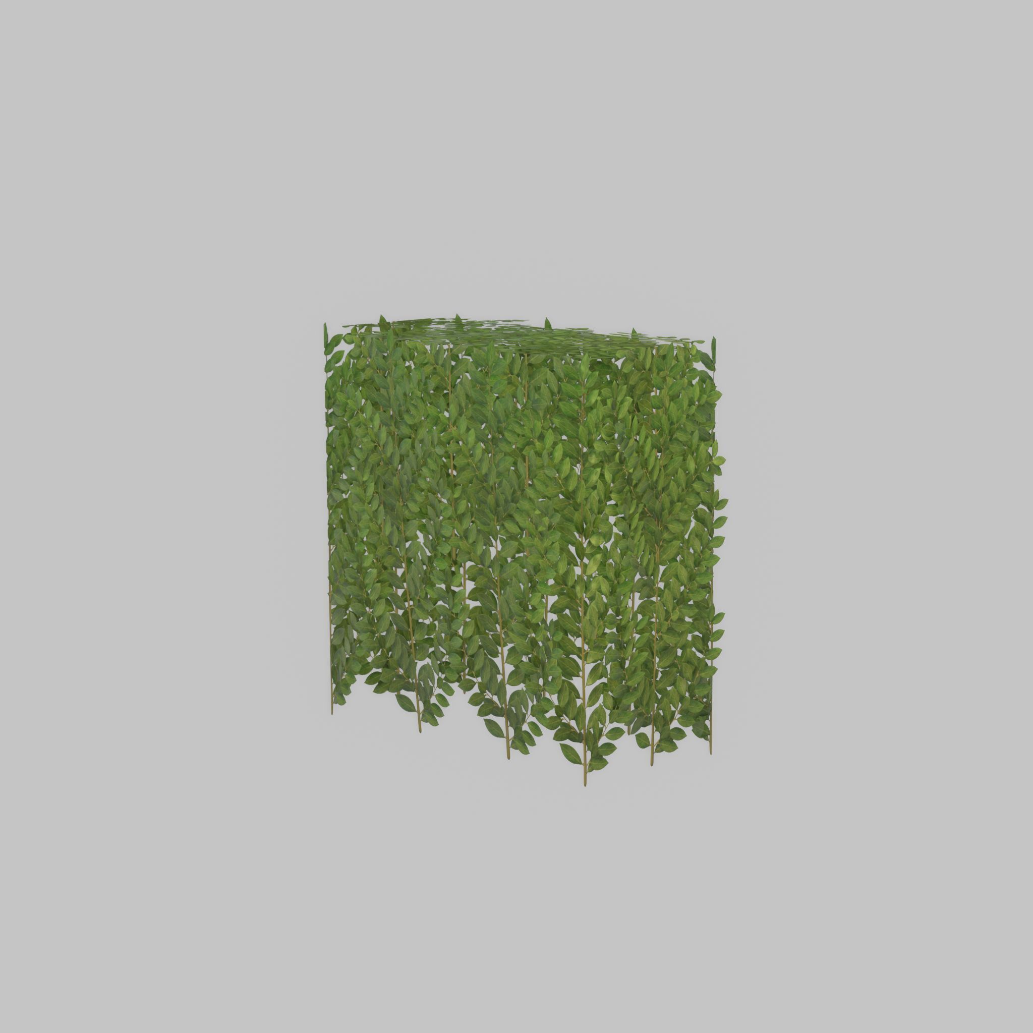 Cherry laurel hedge 500mm version-5 Low-poly 3D model_38