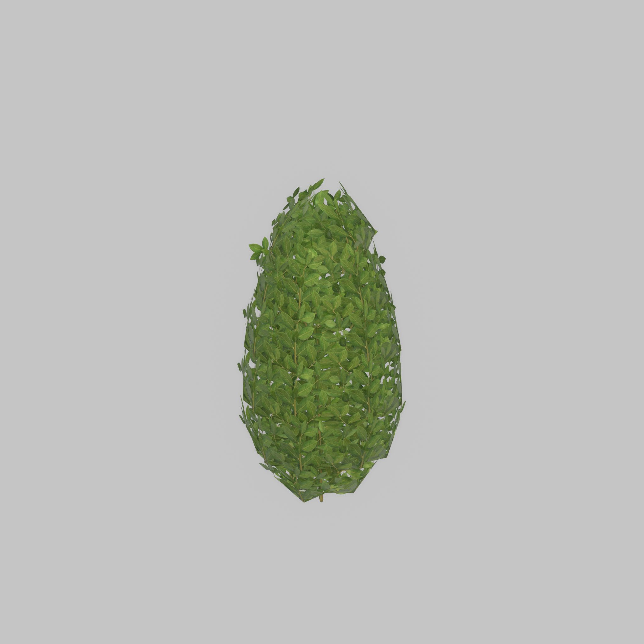 Cherry laurel hedge 500mm version-6 Low-poly 3D model_26