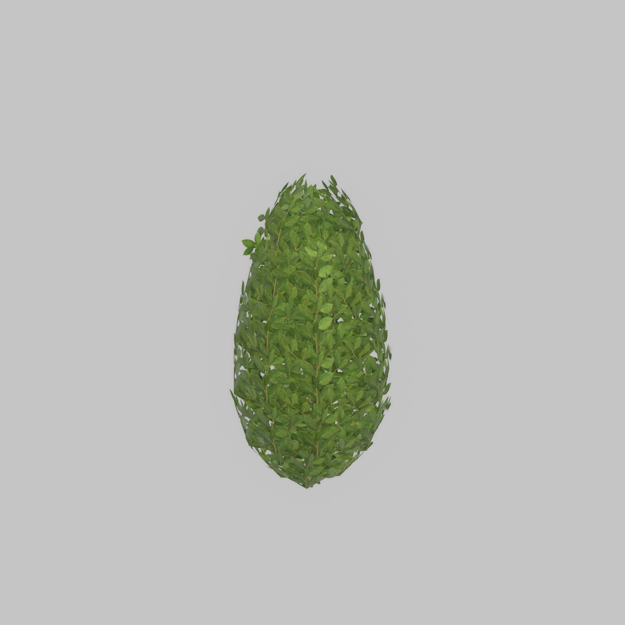 Cherry laurel hedge 500mm version-6 Low-poly 3D model_24