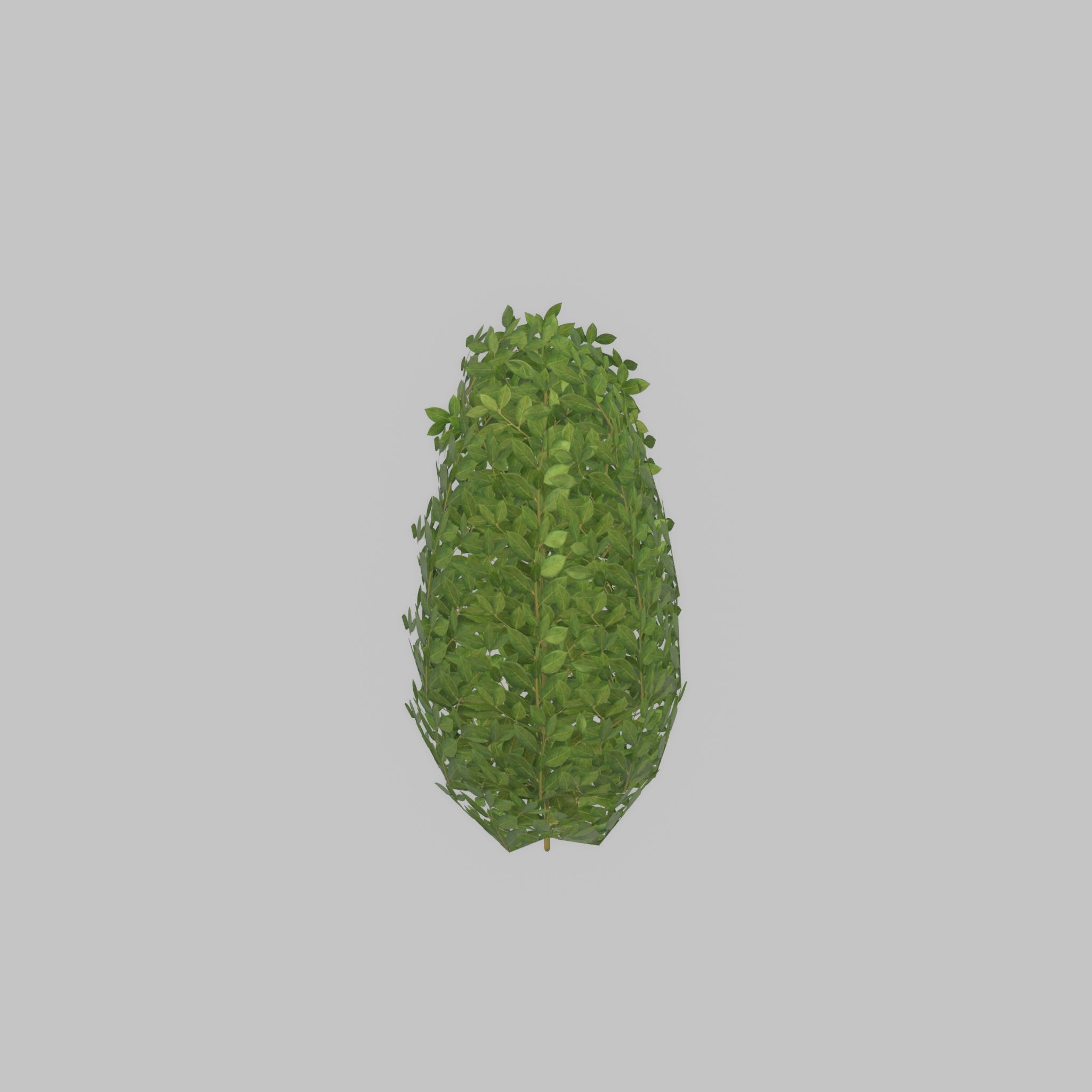 Cherry laurel hedge 500mm version-6 Low-poly 3D model_50