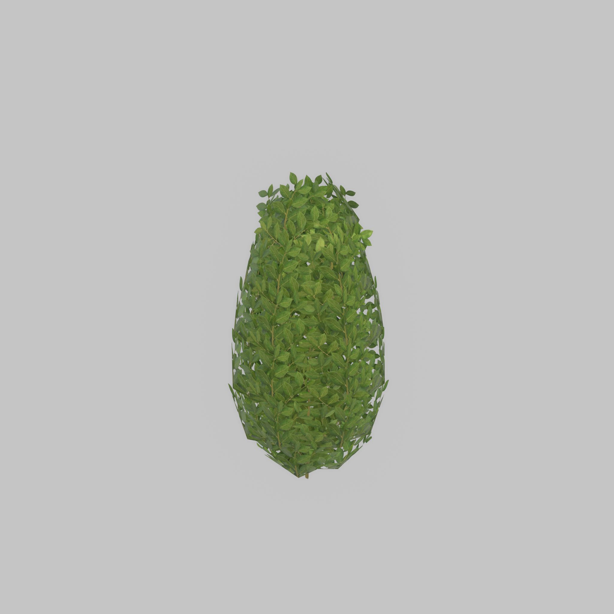 Cherry laurel hedge 500mm version-6 Low-poly 3D model_37