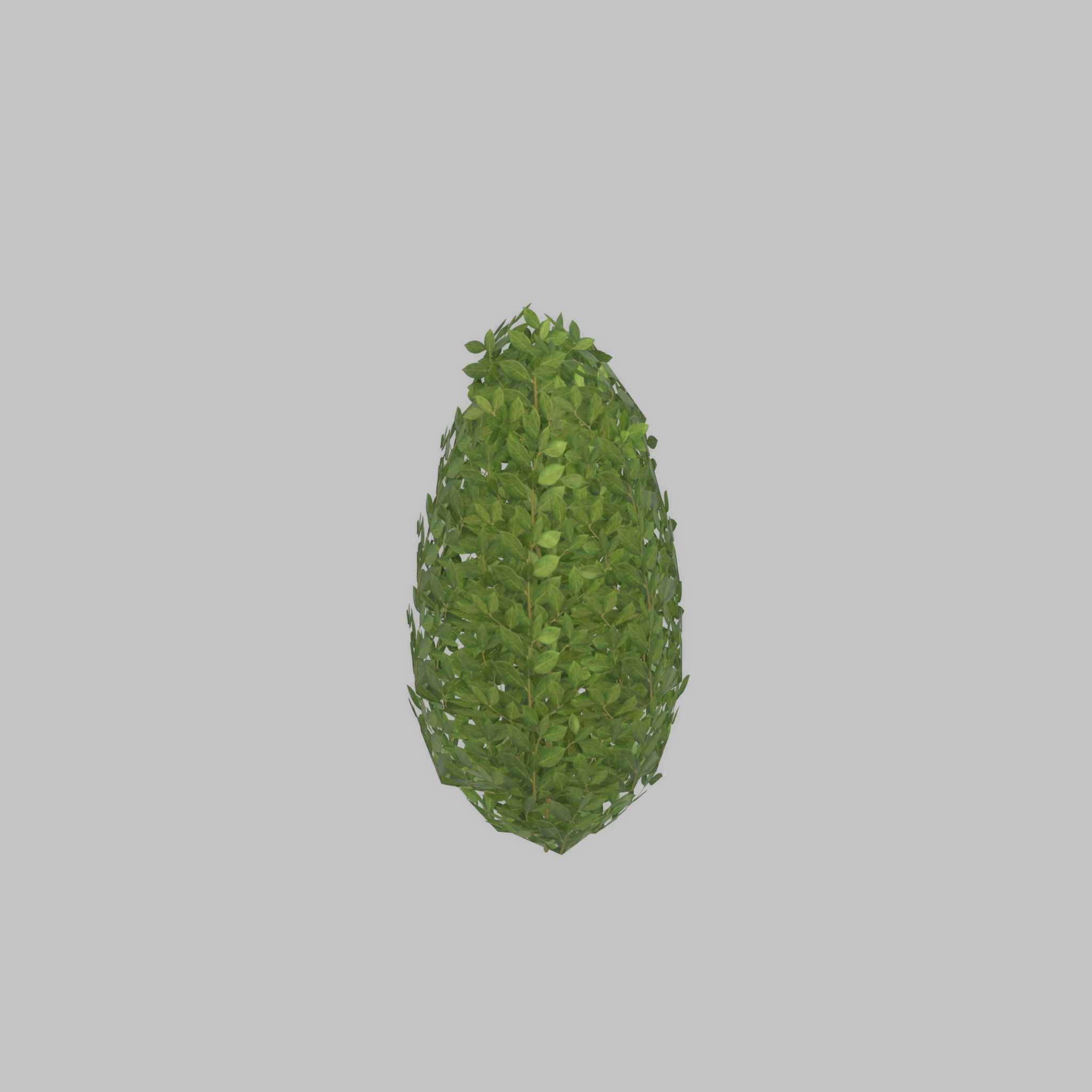 Cherry laurel hedge 500mm version-6 Low-poly 3D model_47