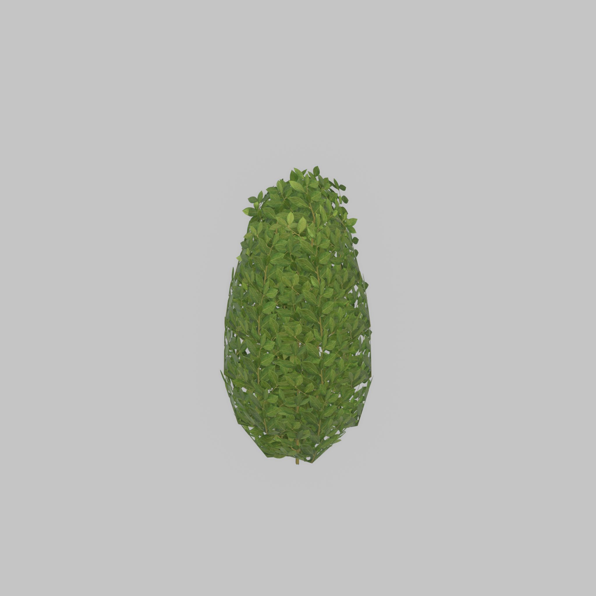 Cherry laurel hedge 500mm version-6 Low-poly 3D model_33