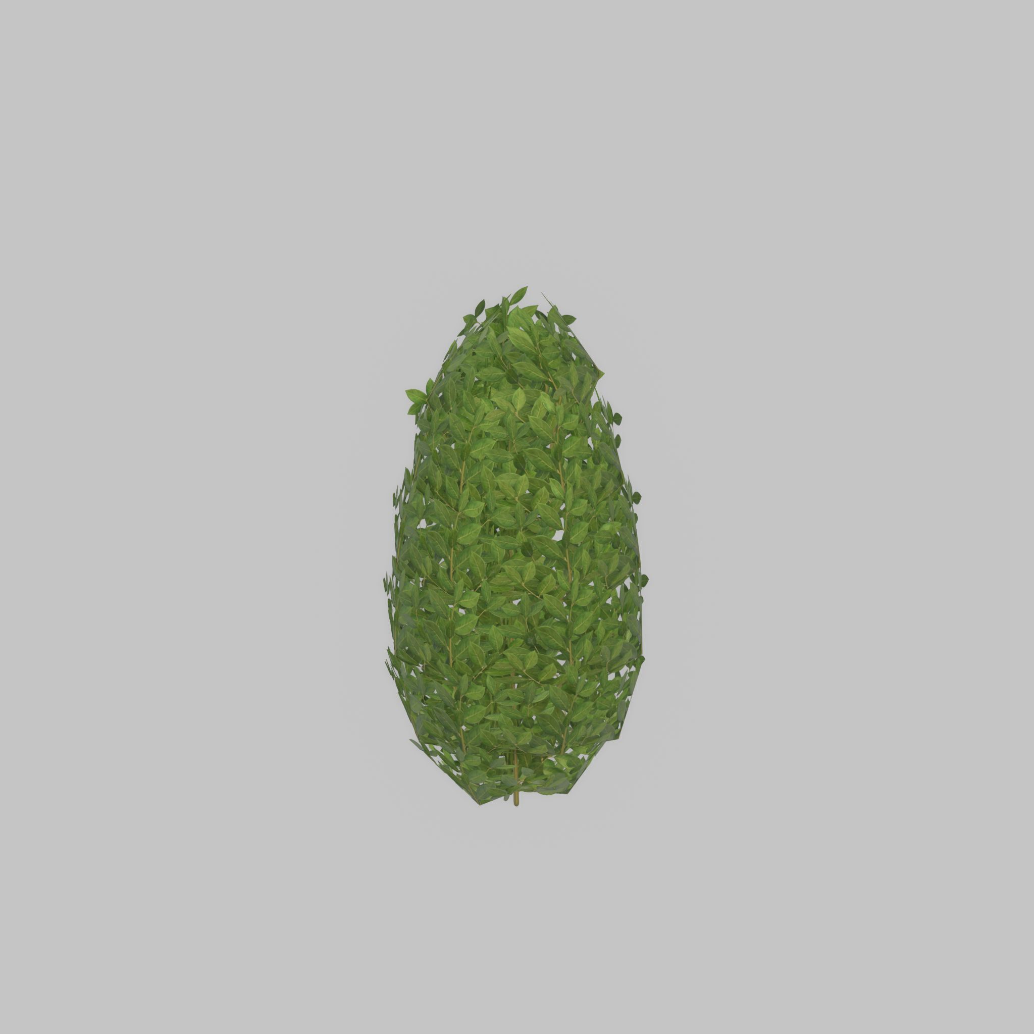 Cherry laurel hedge 500mm version-6 Low-poly 3D model_27