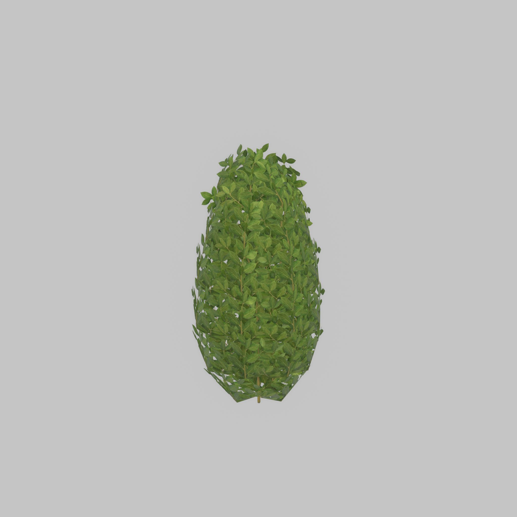 Cherry laurel hedge 500mm version-6 Low-poly 3D model_51