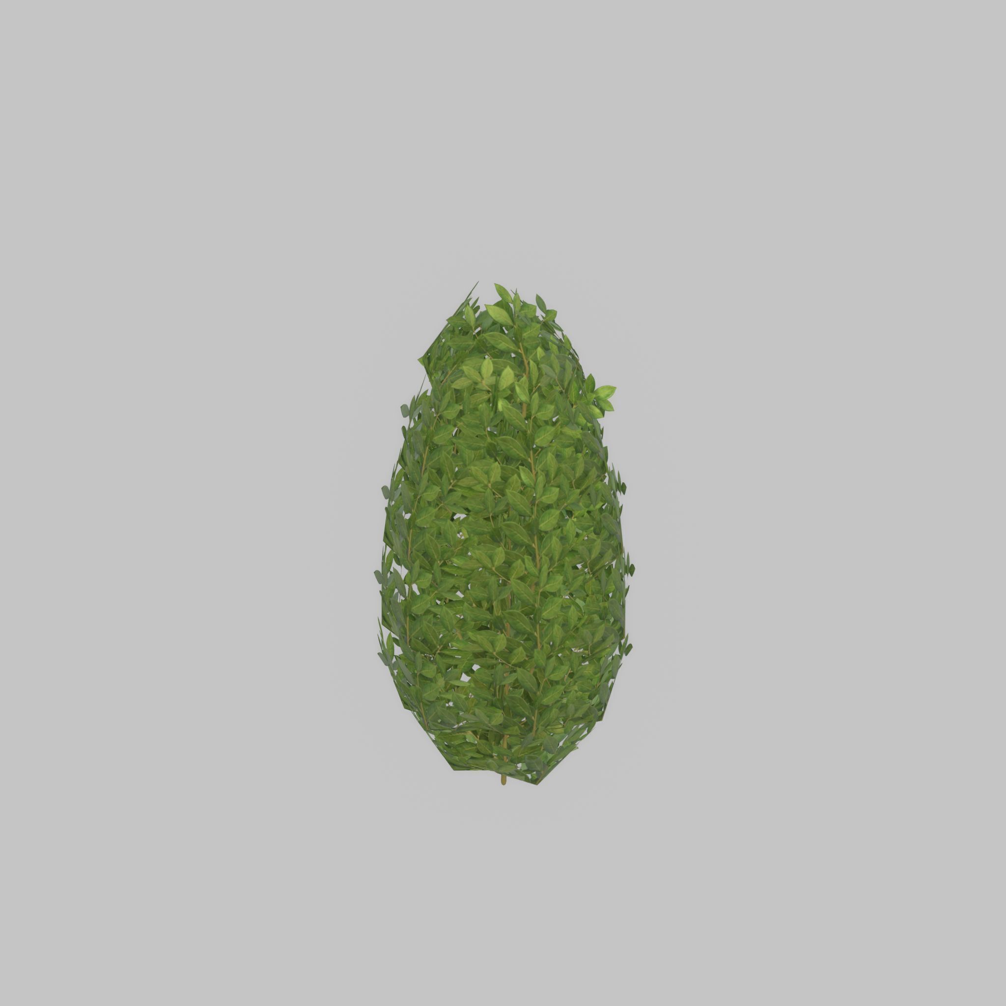 Cherry laurel hedge 500mm version-6 Low-poly 3D model_45