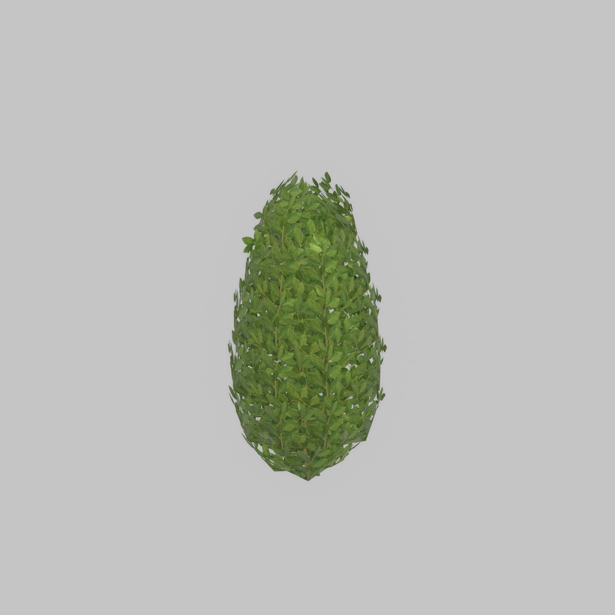 Cherry laurel hedge 500mm version-6 Low-poly 3D model_23
