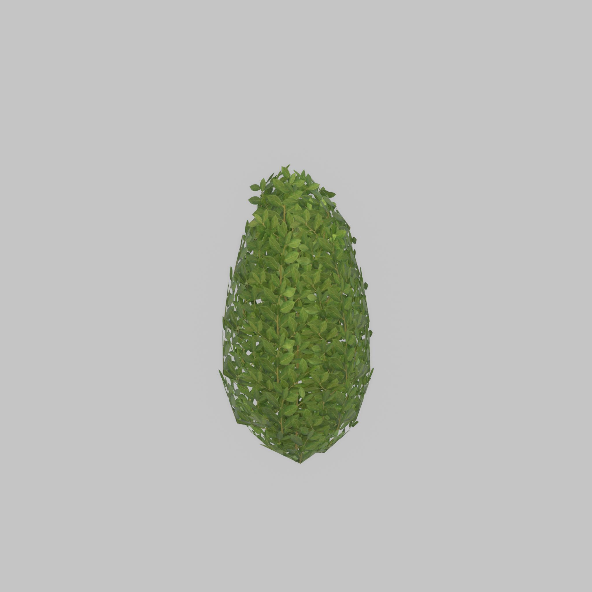 Cherry laurel hedge 500mm version-6 Low-poly 3D model_21