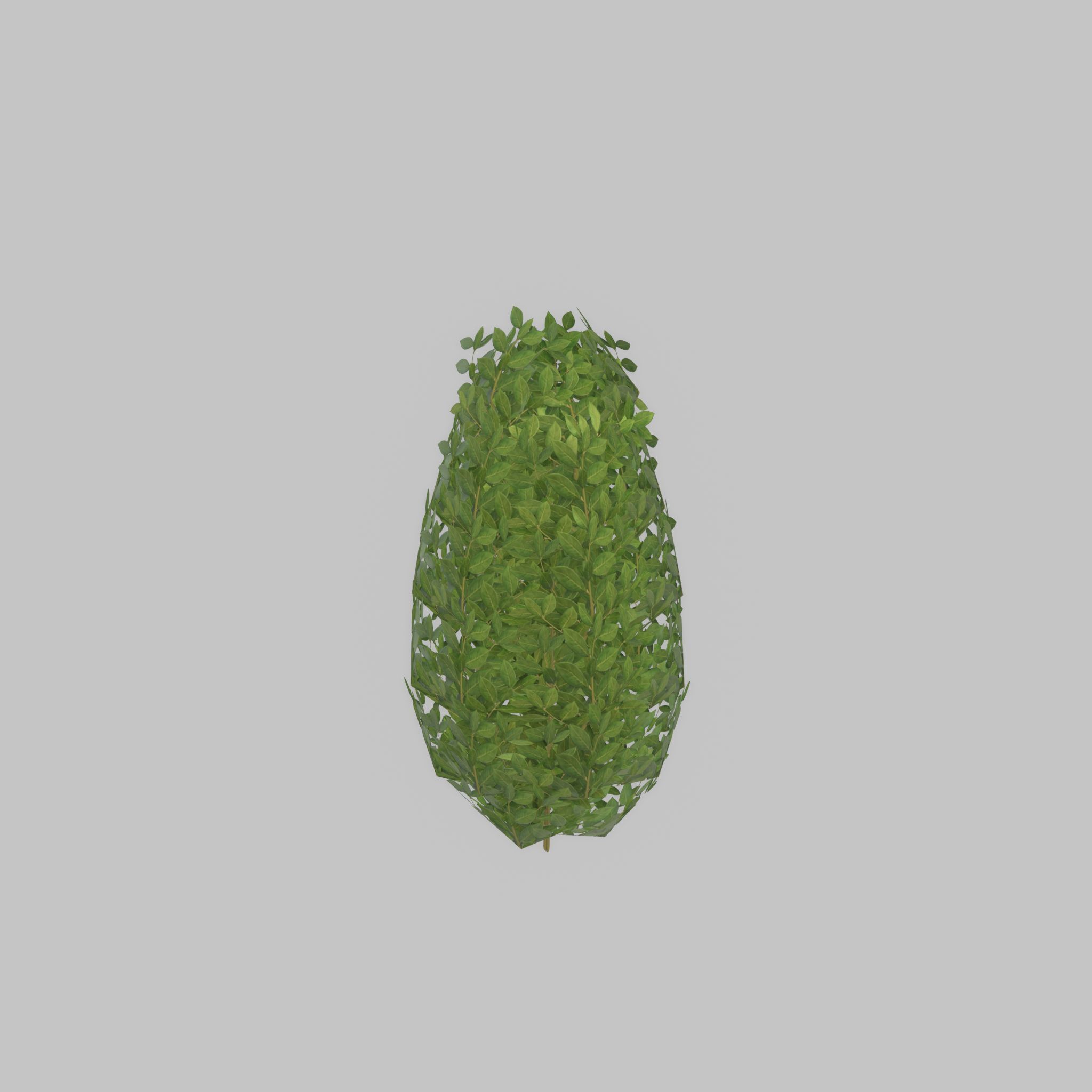 Cherry laurel hedge 500mm version-6 Low-poly 3D model_38