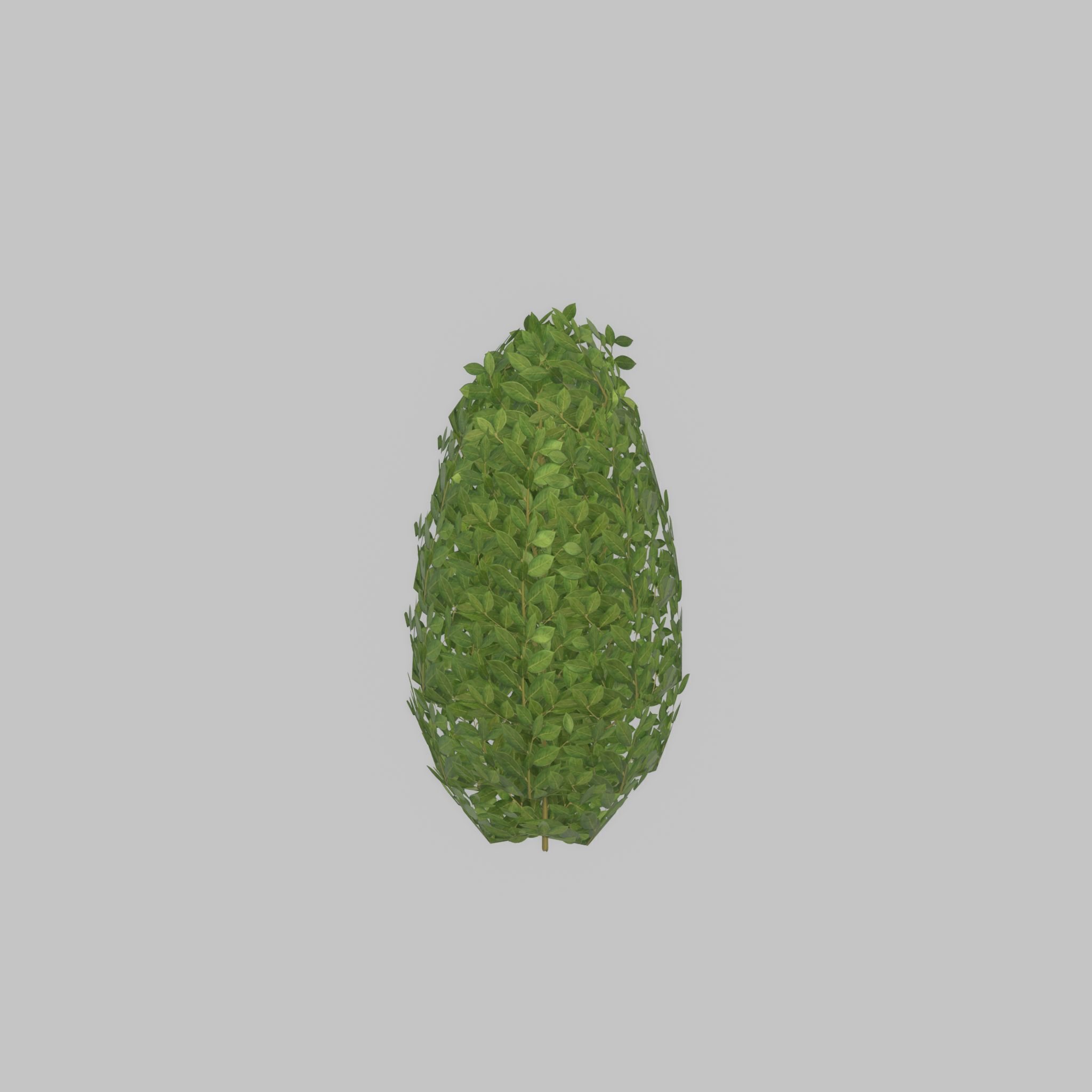 Cherry laurel hedge 500mm version-6 Low-poly 3D model_30