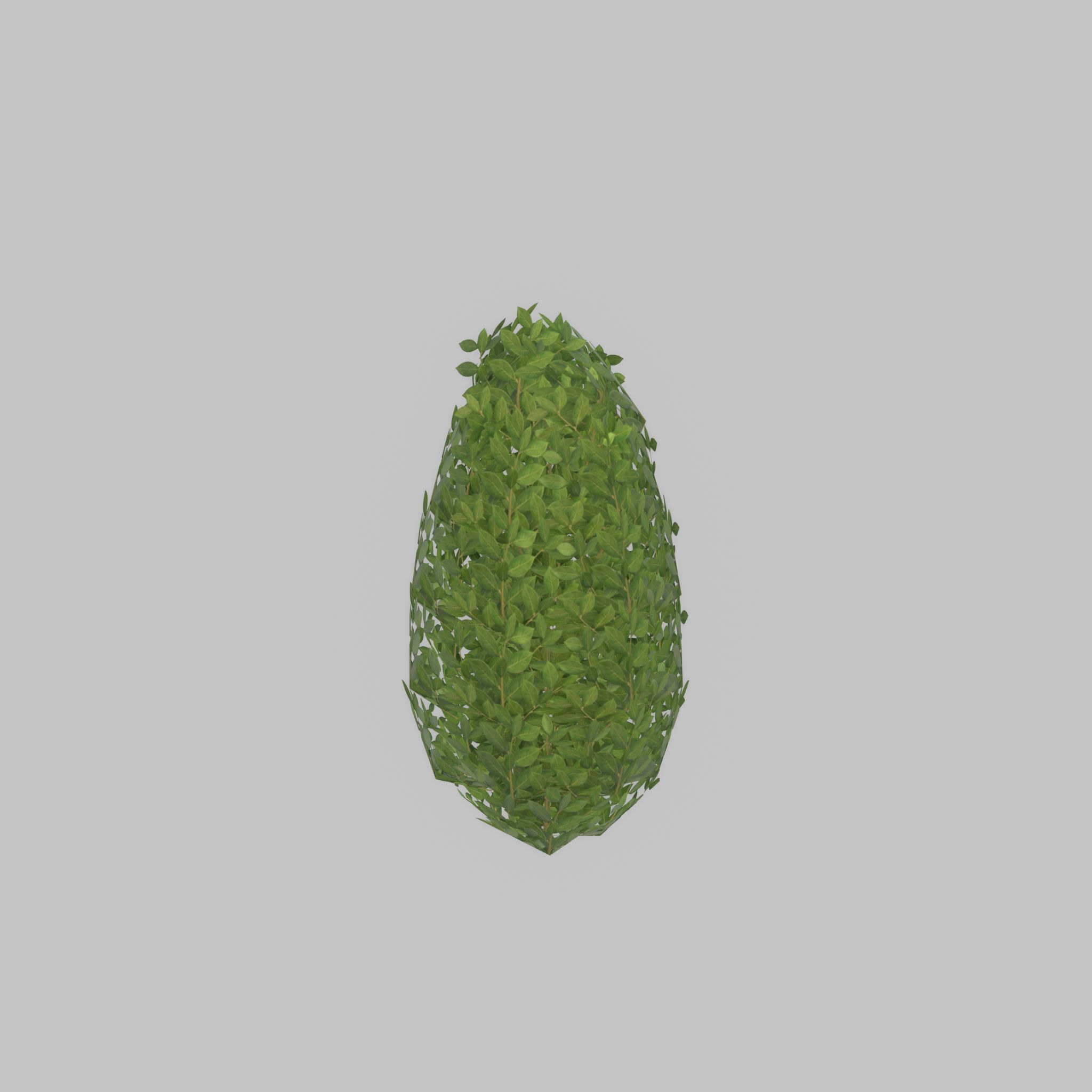 Cherry laurel hedge 500mm version-6 Low-poly 3D model_48