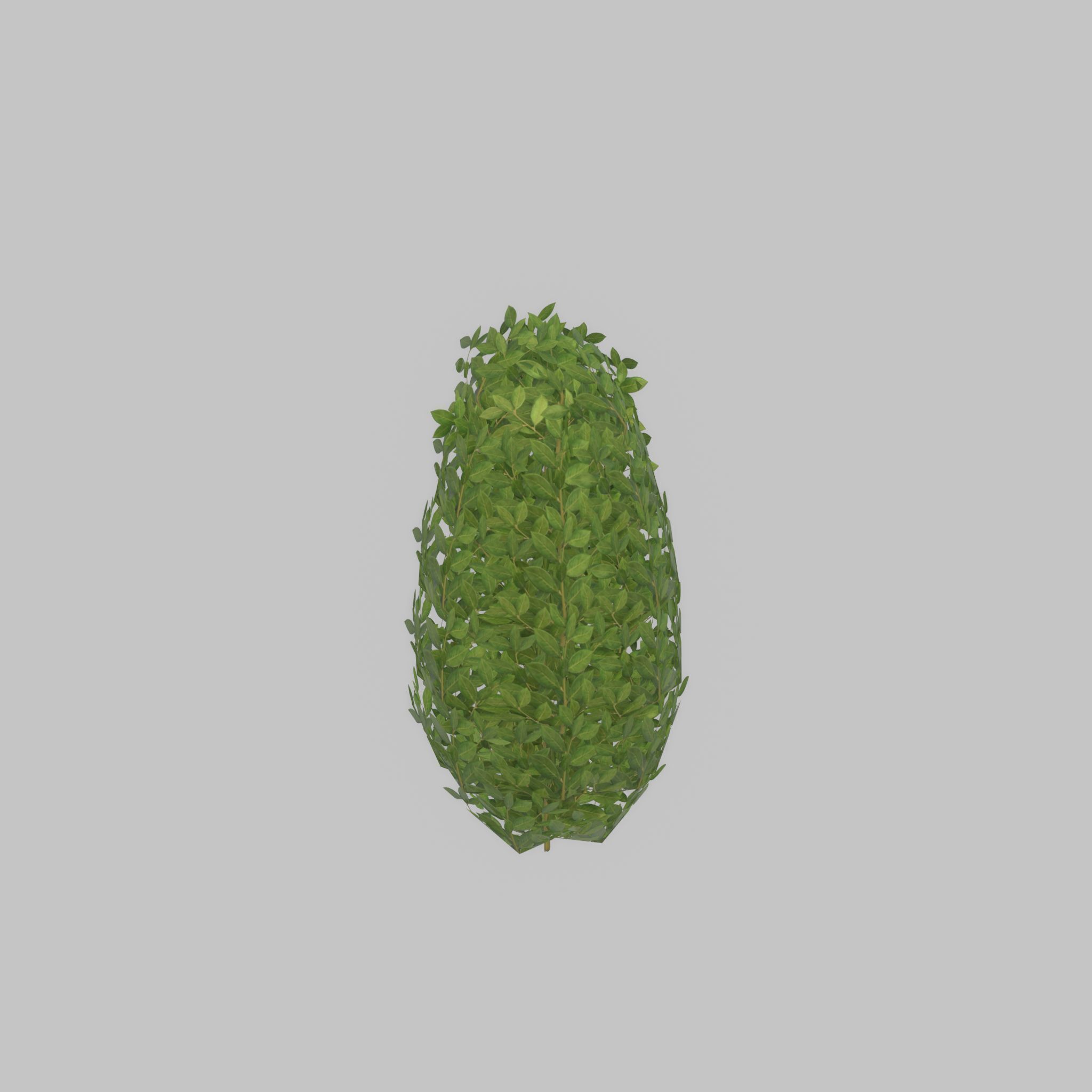 Cherry laurel hedge 500mm version-6 Low-poly 3D model_49