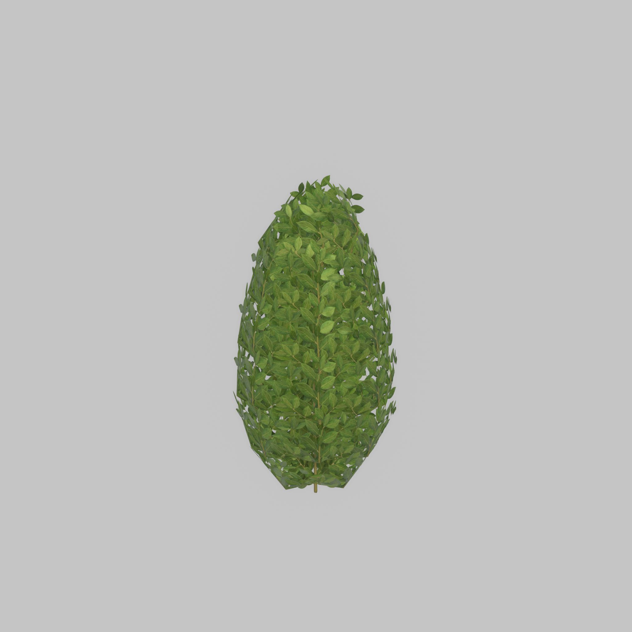 Cherry laurel hedge 500mm version-6 Low-poly 3D model_29