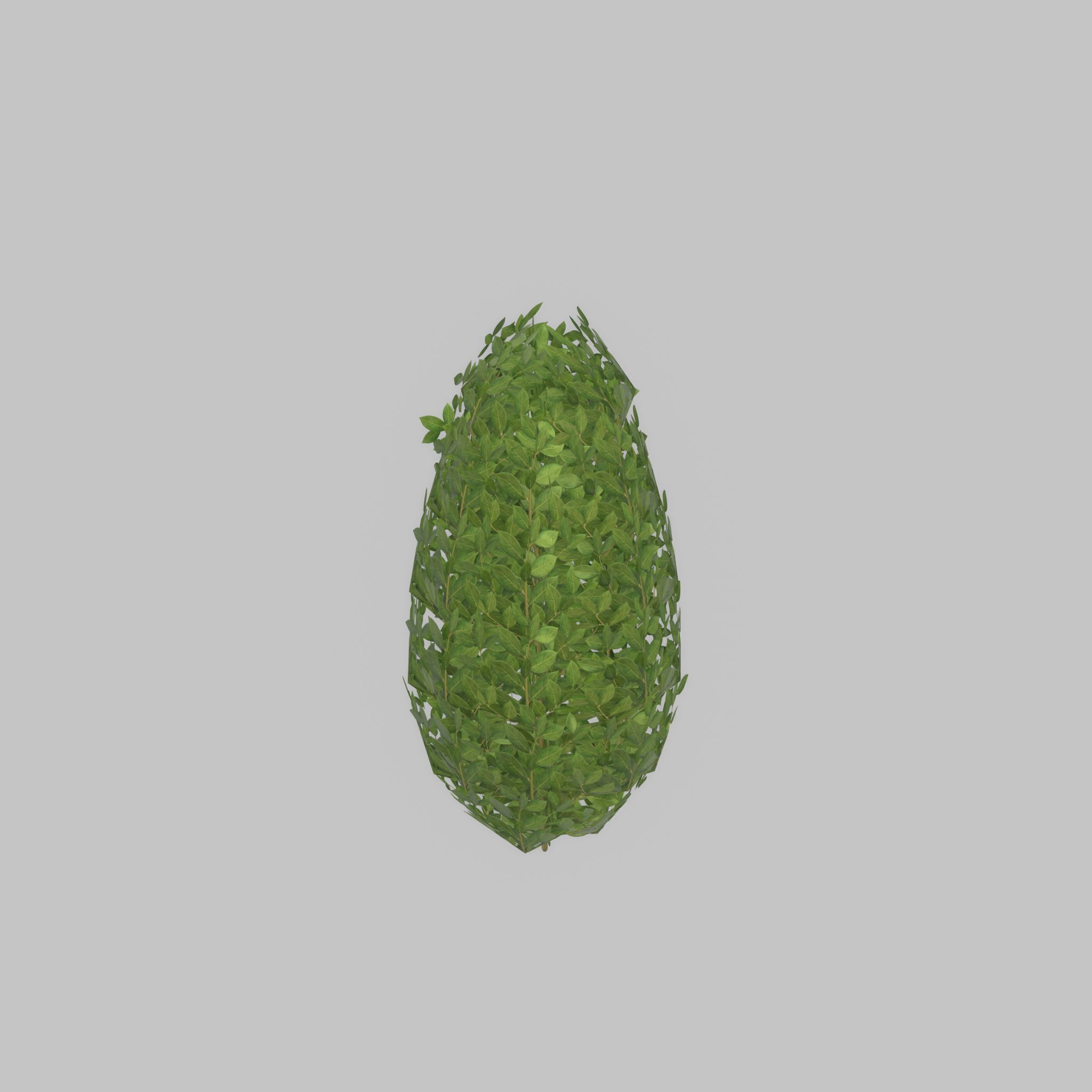 Cherry laurel hedge 500mm version-6 Low-poly 3D model_25