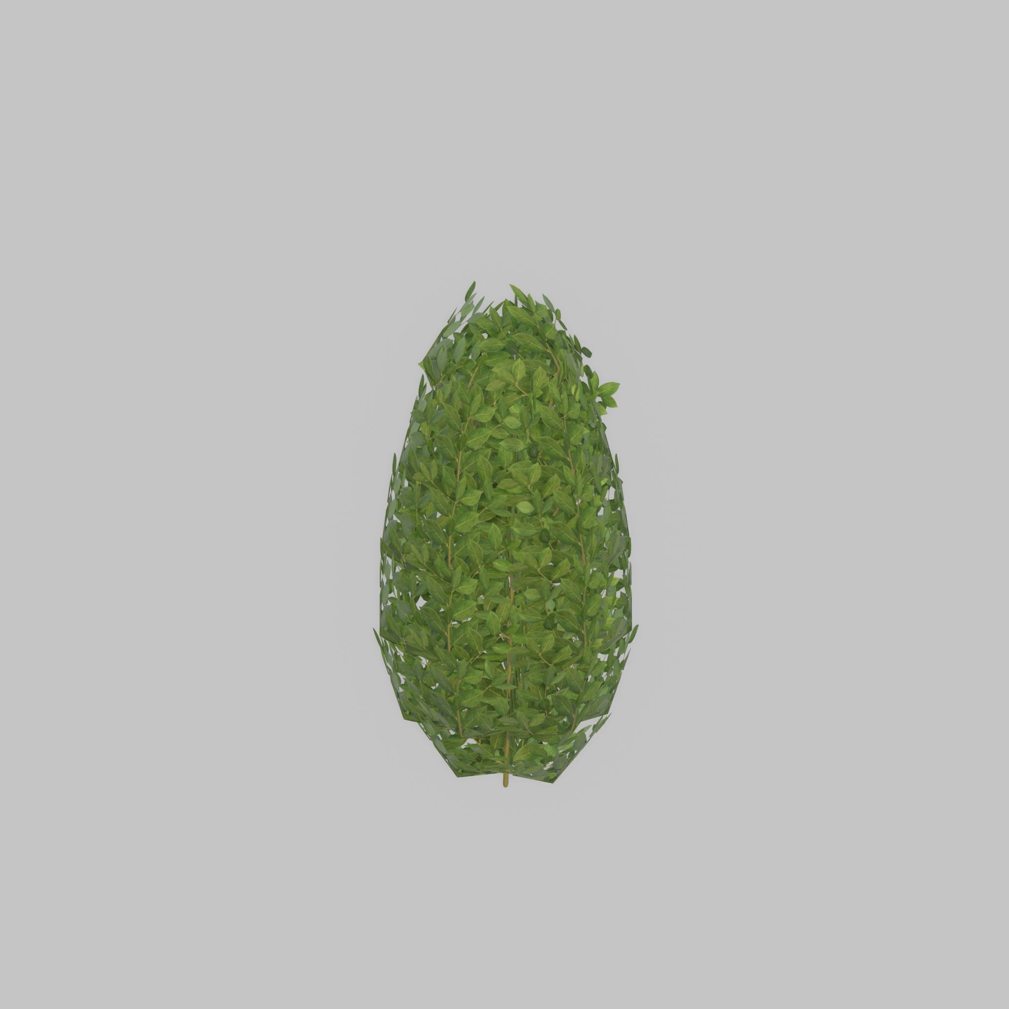 Cherry laurel hedge 500mm version-6 Low-poly 3D model_42