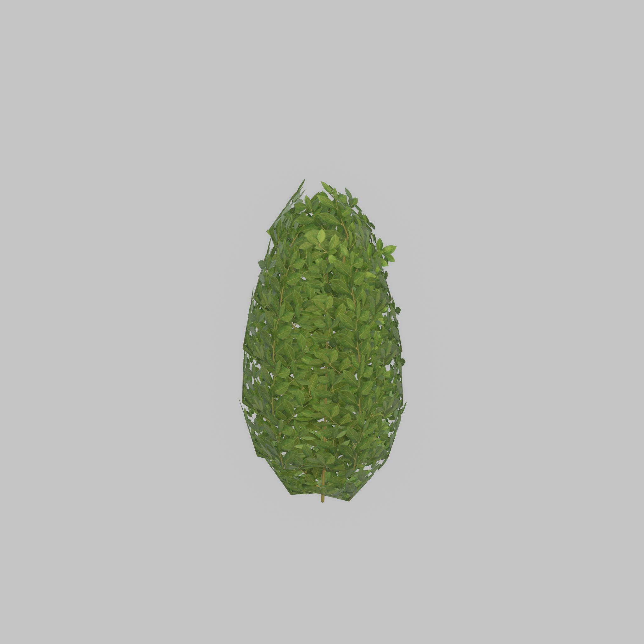 Cherry laurel hedge 500mm version-6 Low-poly 3D model_44
