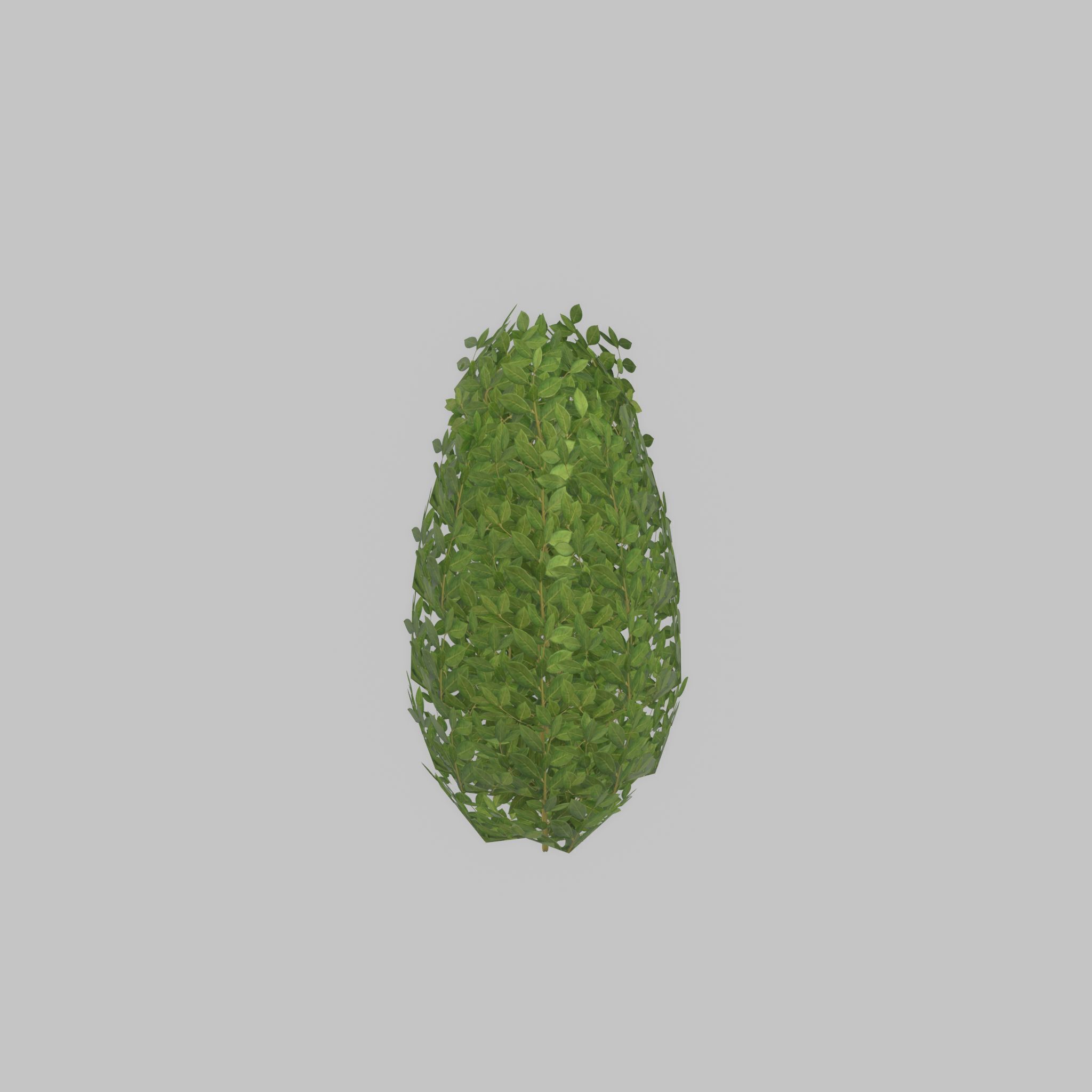 Cherry laurel hedge 500mm version-6 Low-poly 3D model_54