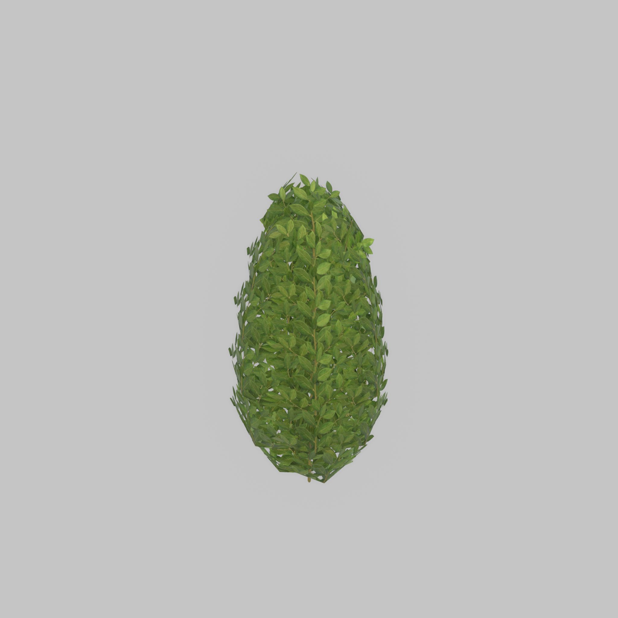 Cherry laurel hedge 500mm version-6 Low-poly 3D model_46