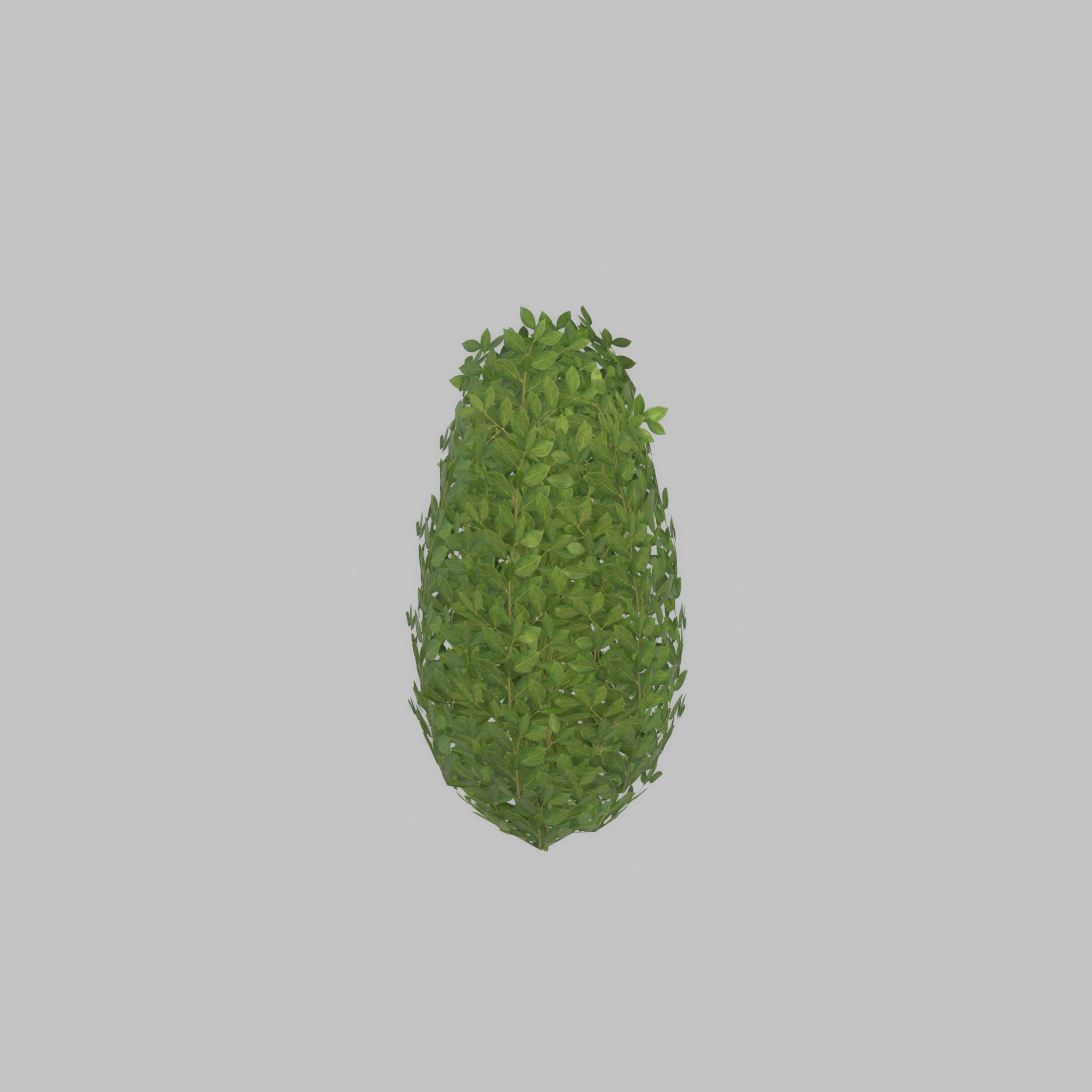 Cherry laurel hedge 500mm version-6 Low-poly 3D model_36