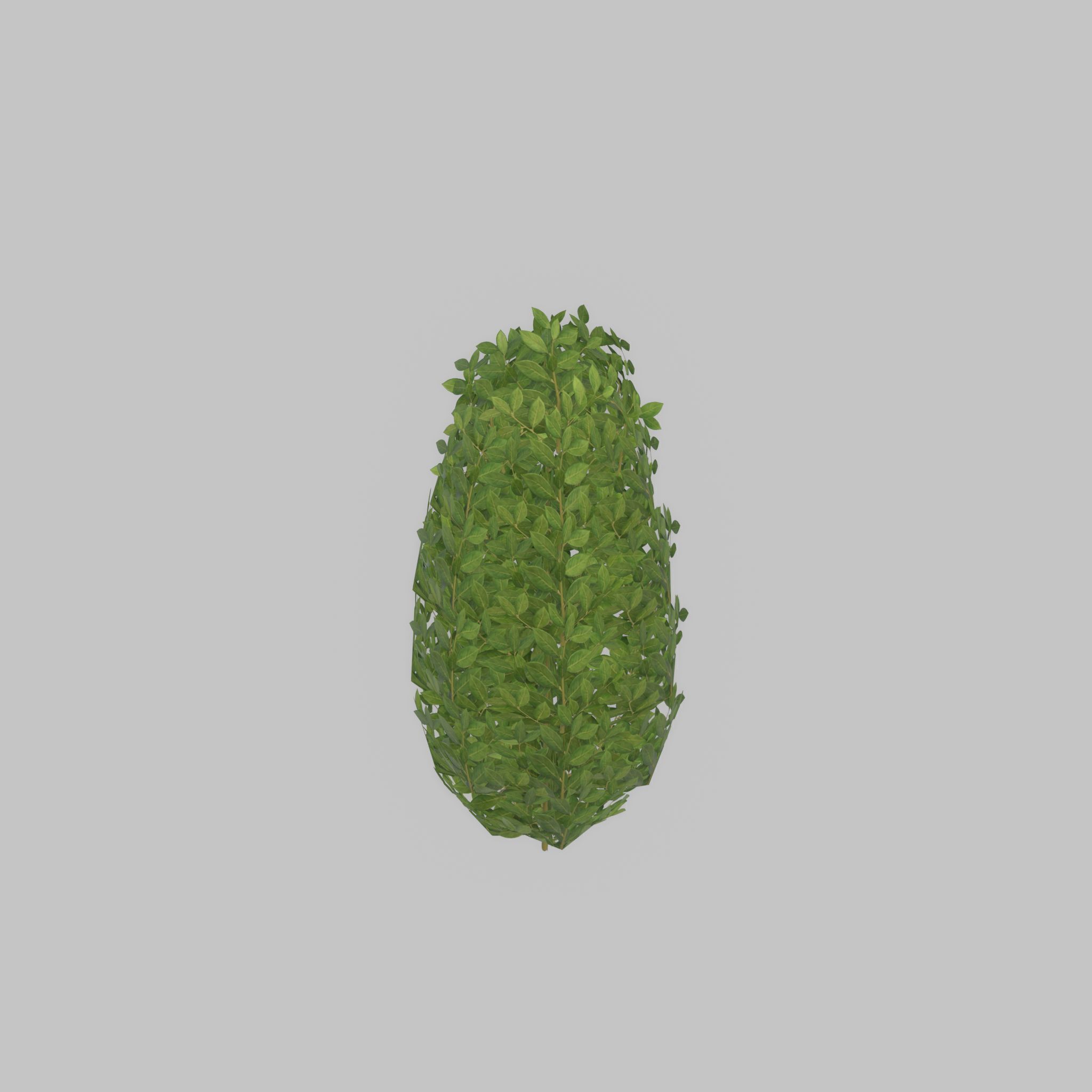 Cherry laurel hedge 500mm version-6 Low-poly 3D model_34