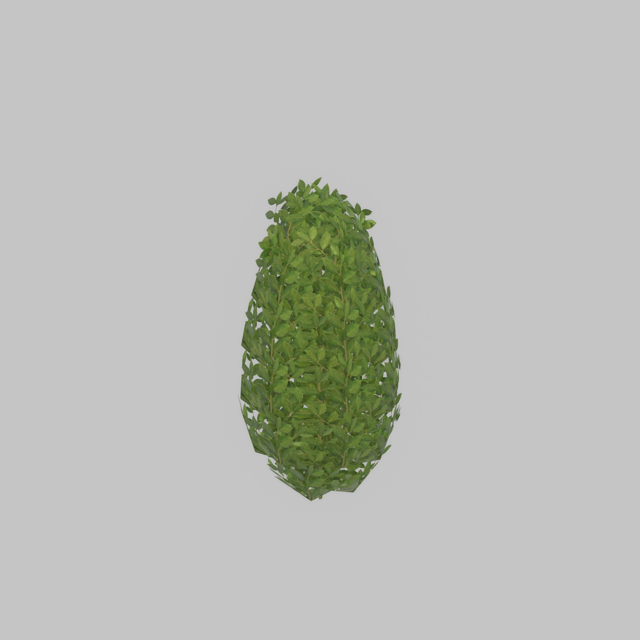 Cherry laurel hedge 500mm version-6 Low-poly 3D model_43