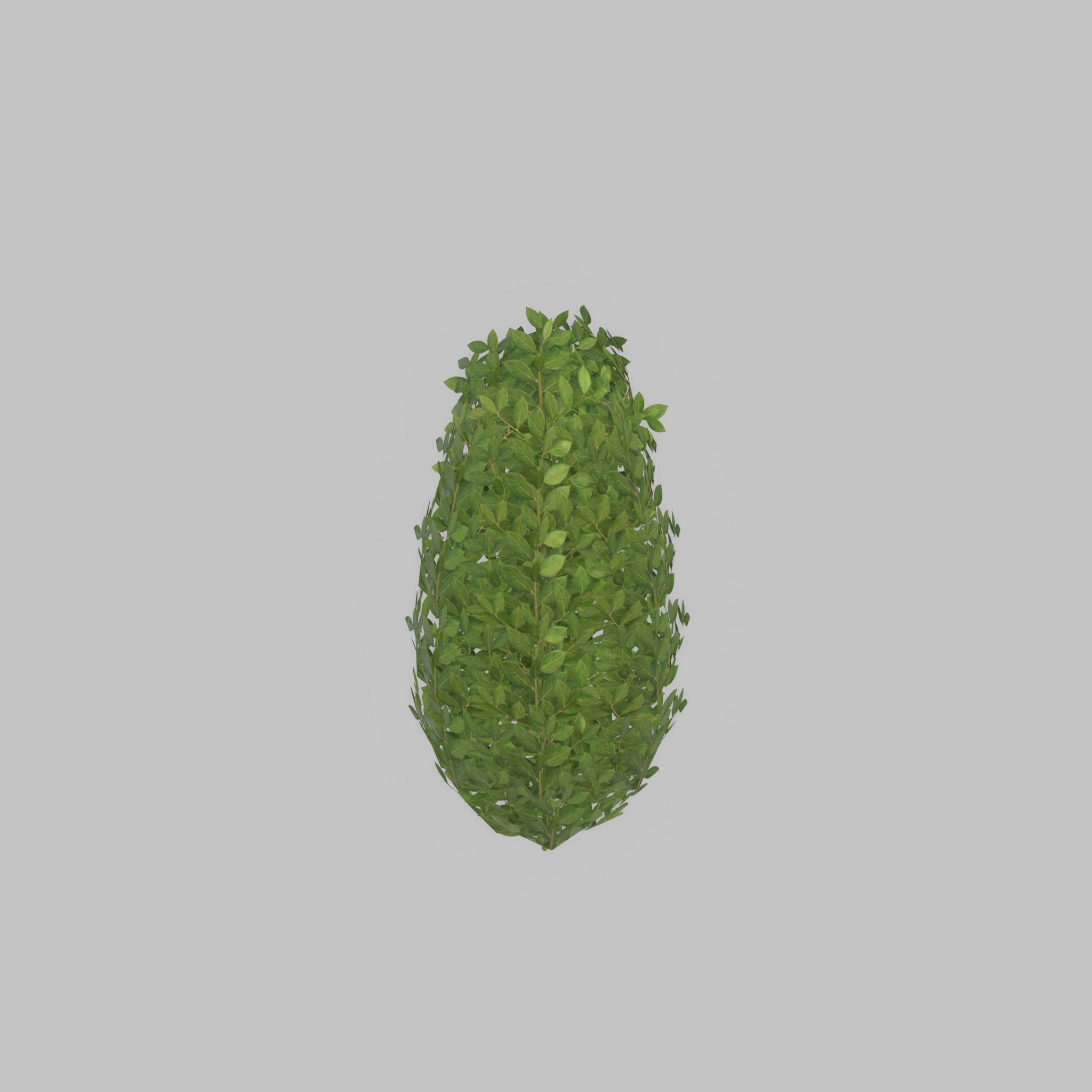 Cherry laurel hedge 500mm version-6 Low-poly 3D model_35